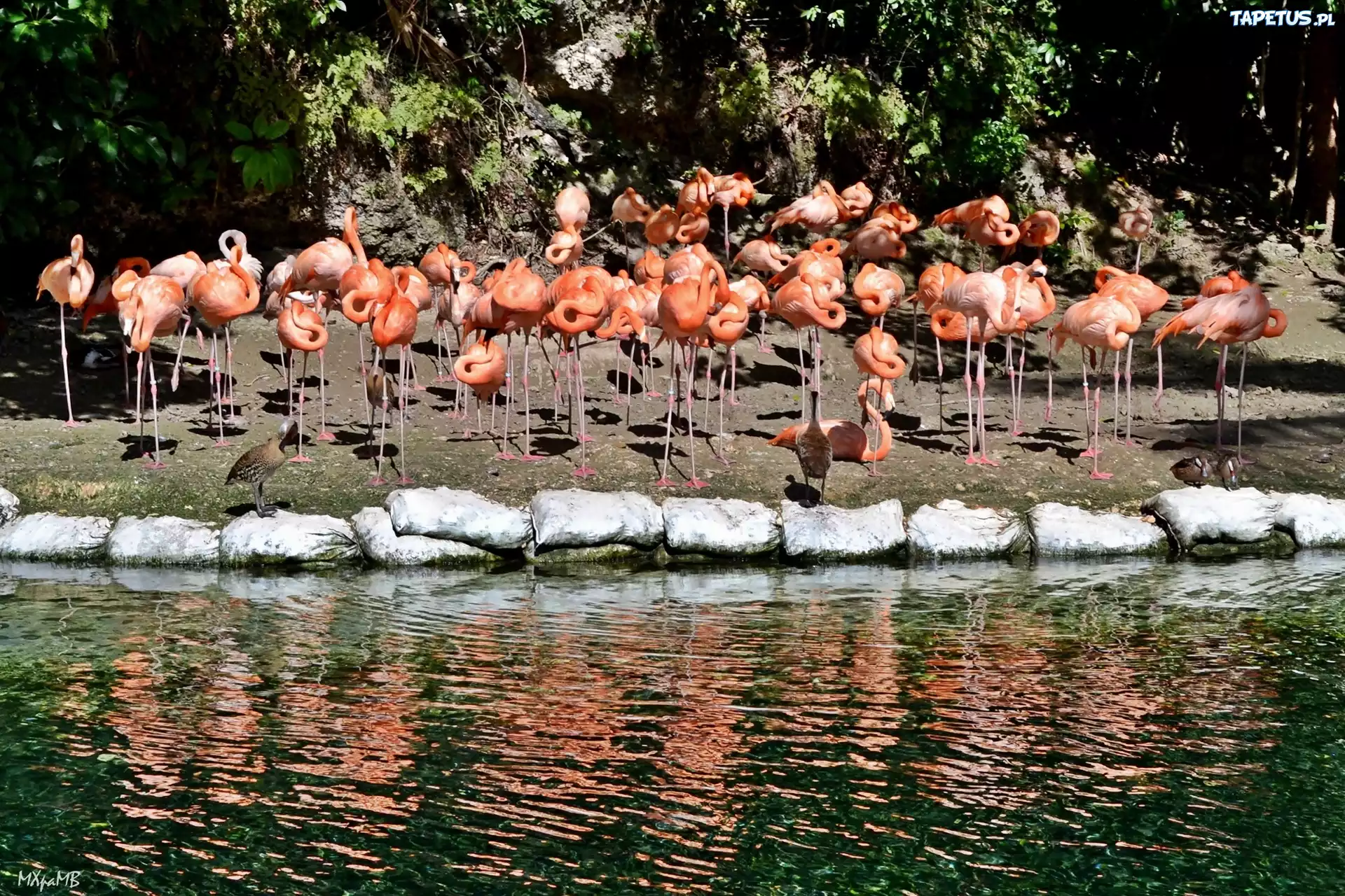 Flamingi, Woda, Odbicie