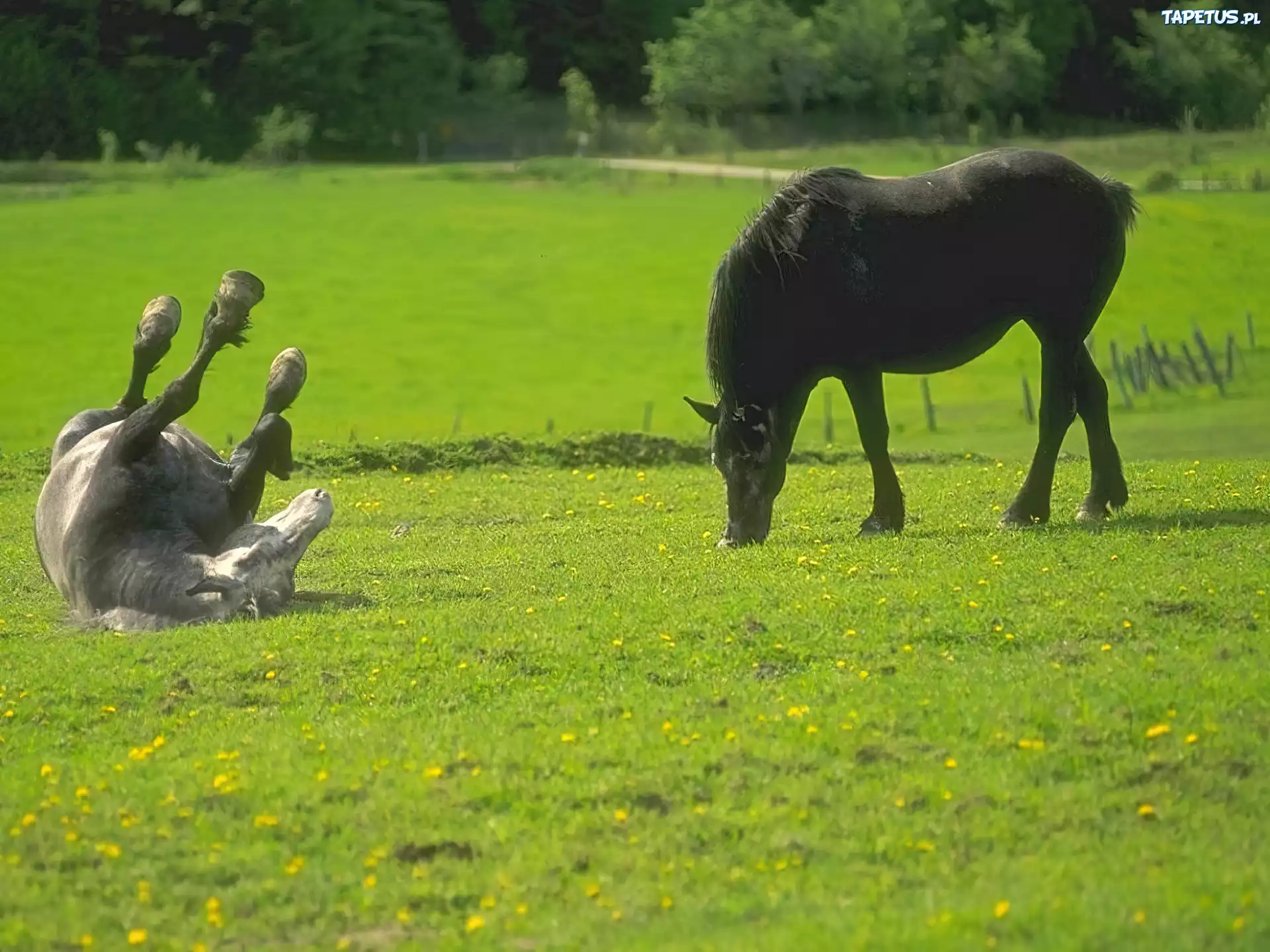 Blocking the horse