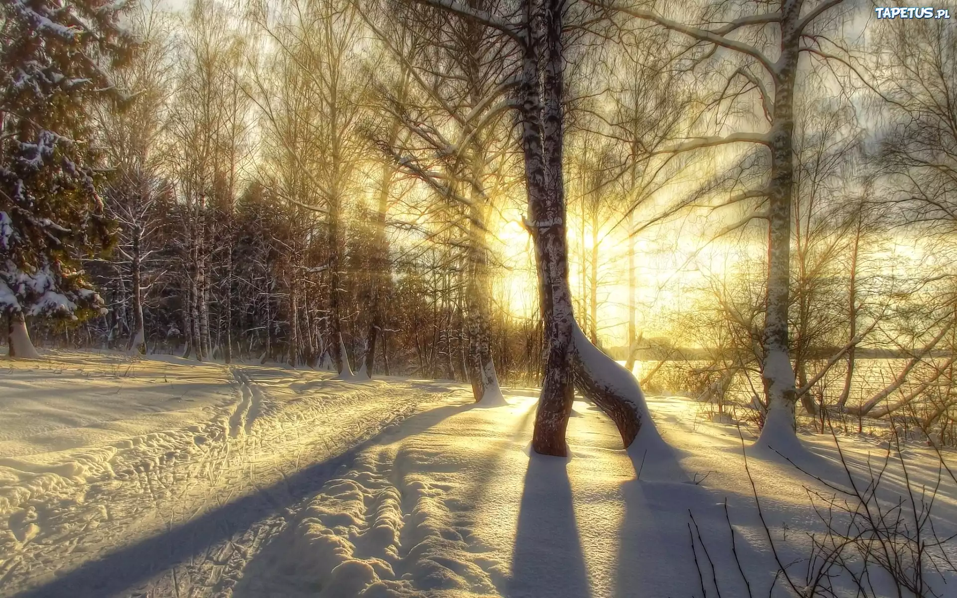 снег зима лучи деревья snow winter rays trees скачать