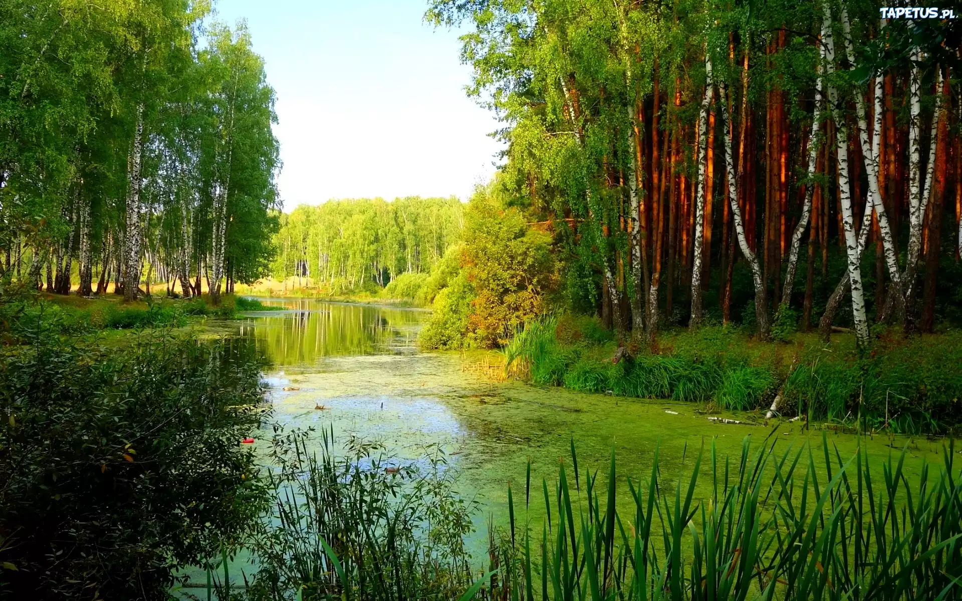 Brzozowy, Las, Staw, Lato