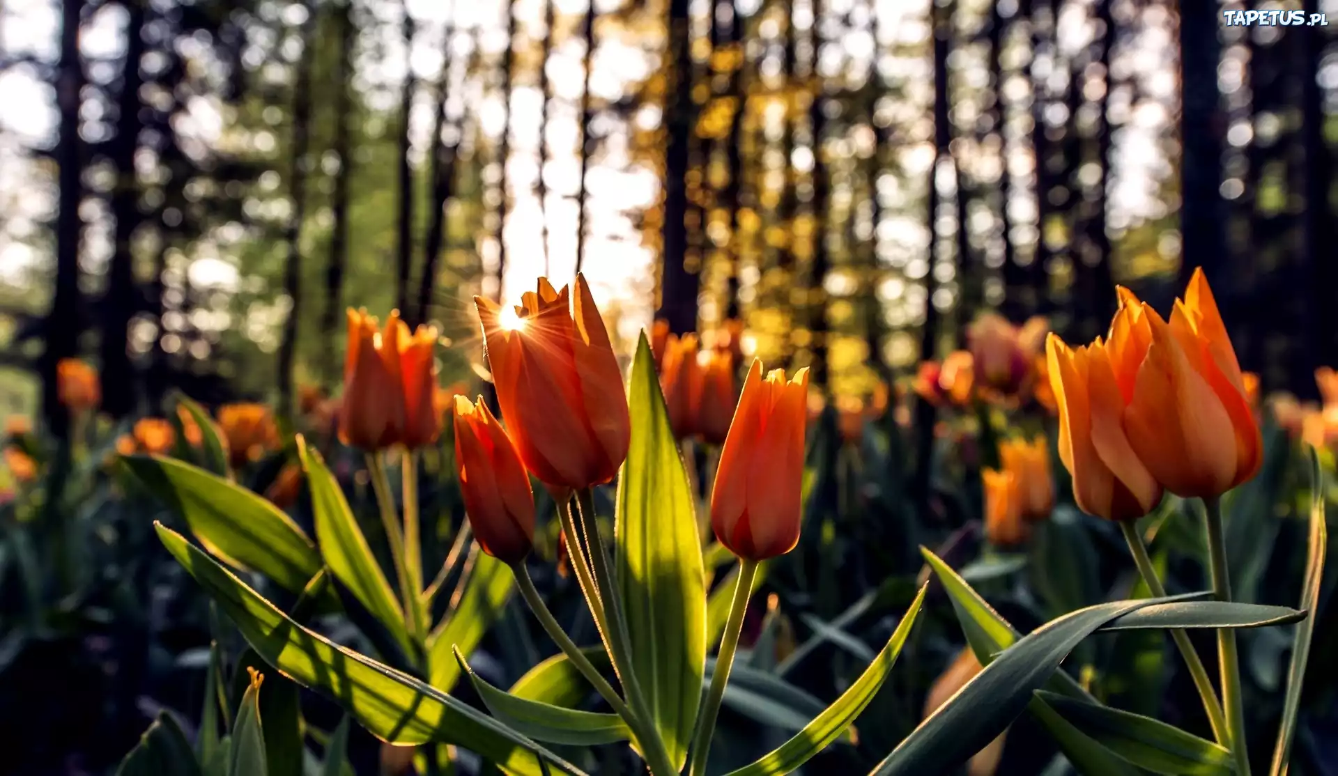 Pomarańczowe, Tulipany, Promienie Słońca, Las