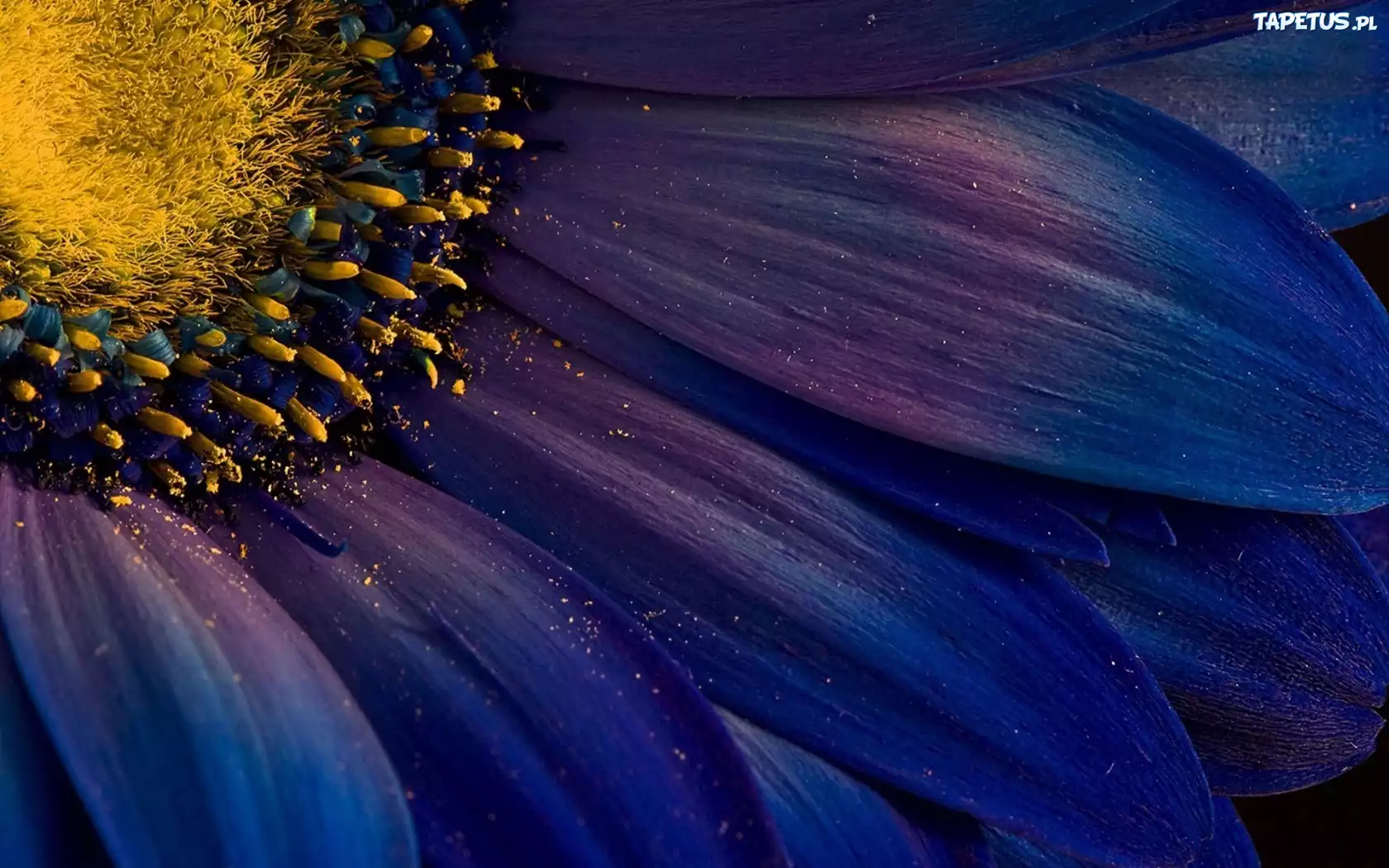 Kwiat, Gerbera