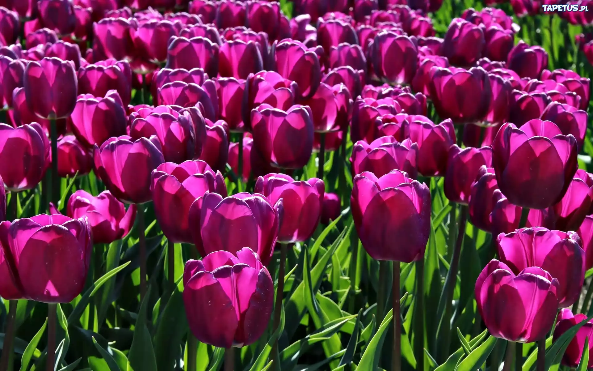 Różowe, Tulipany