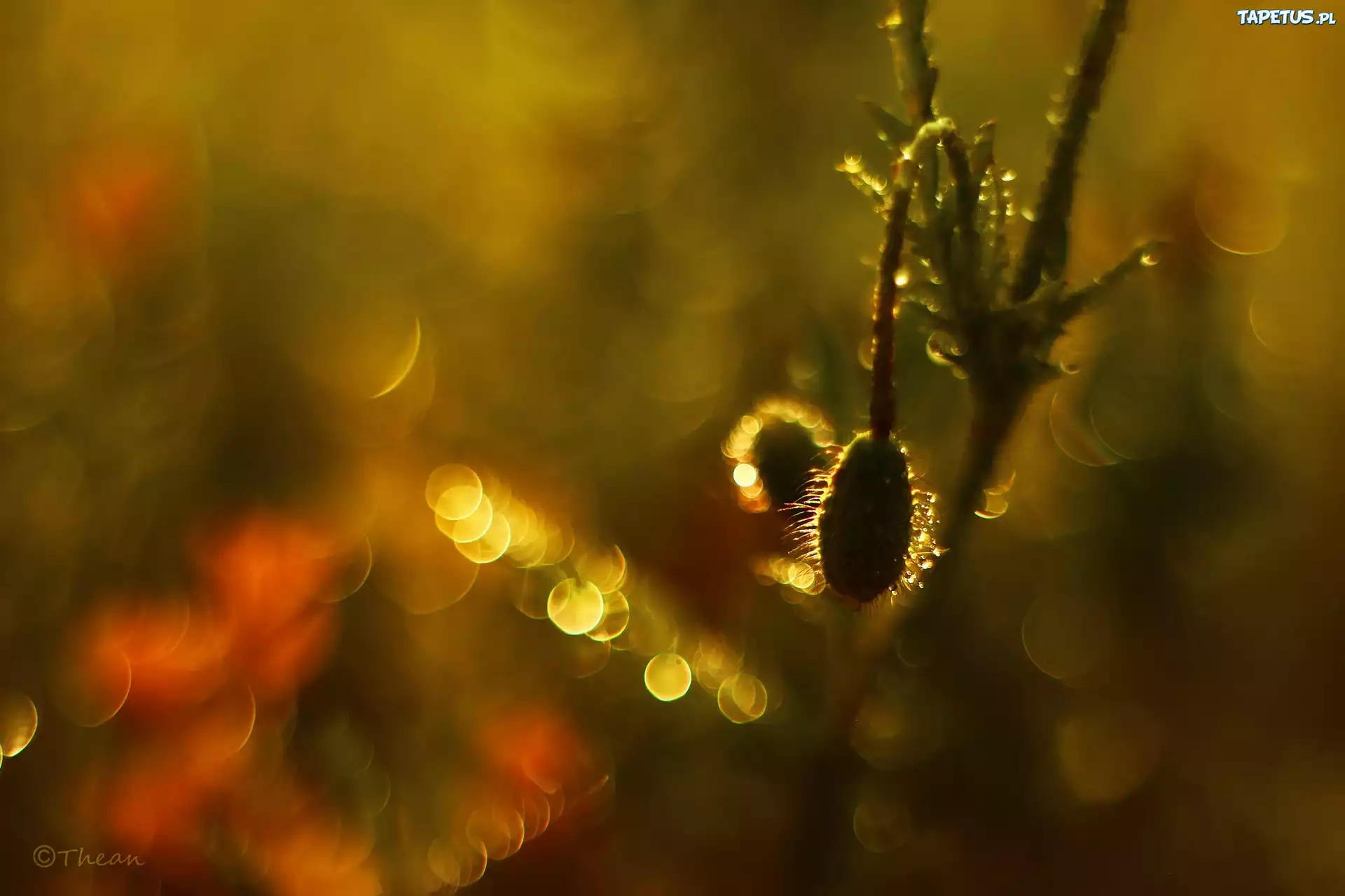Pąk, Mak, Wieczór, Bokeh