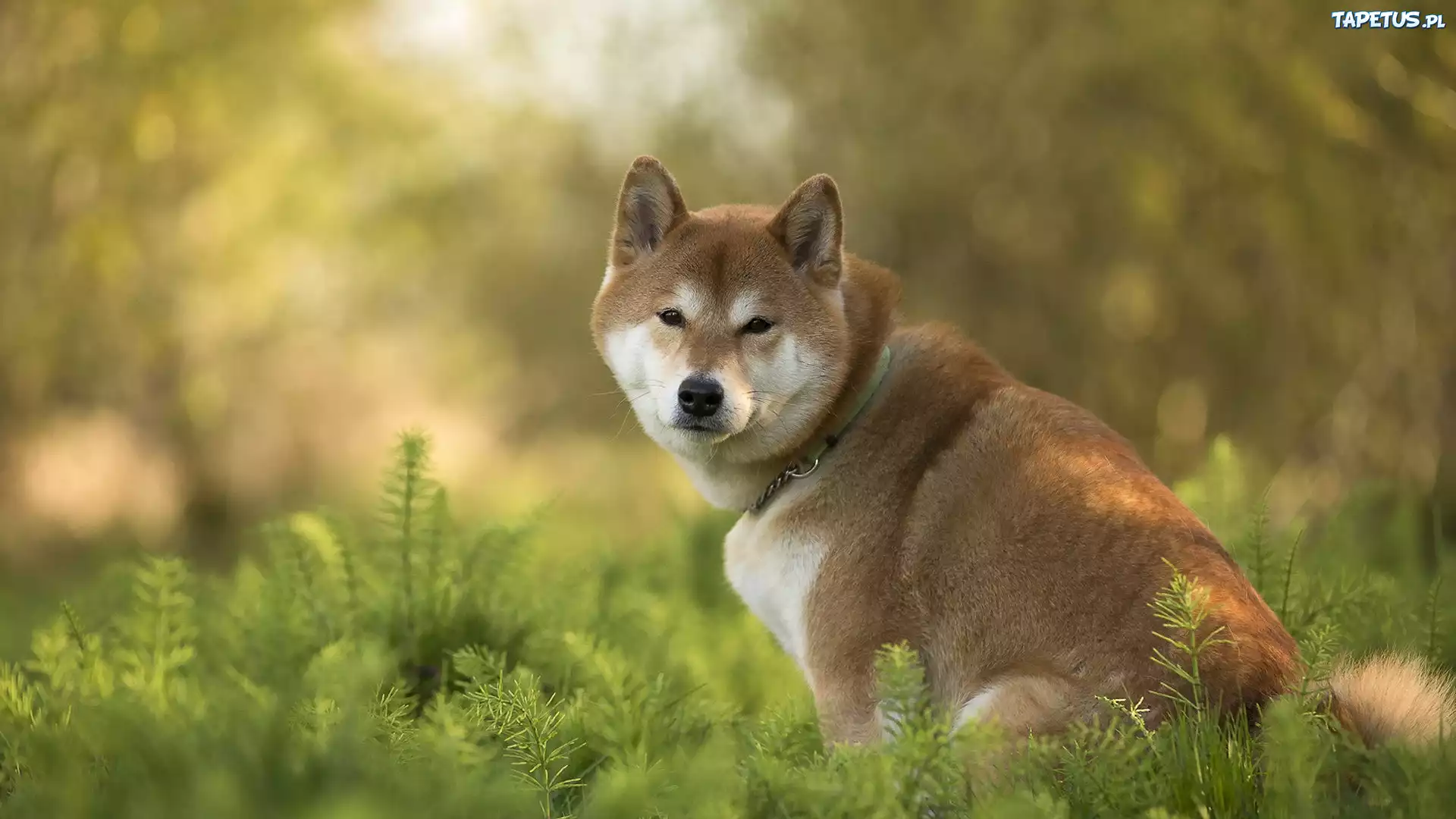 Akita Inu, Pies, Trawa