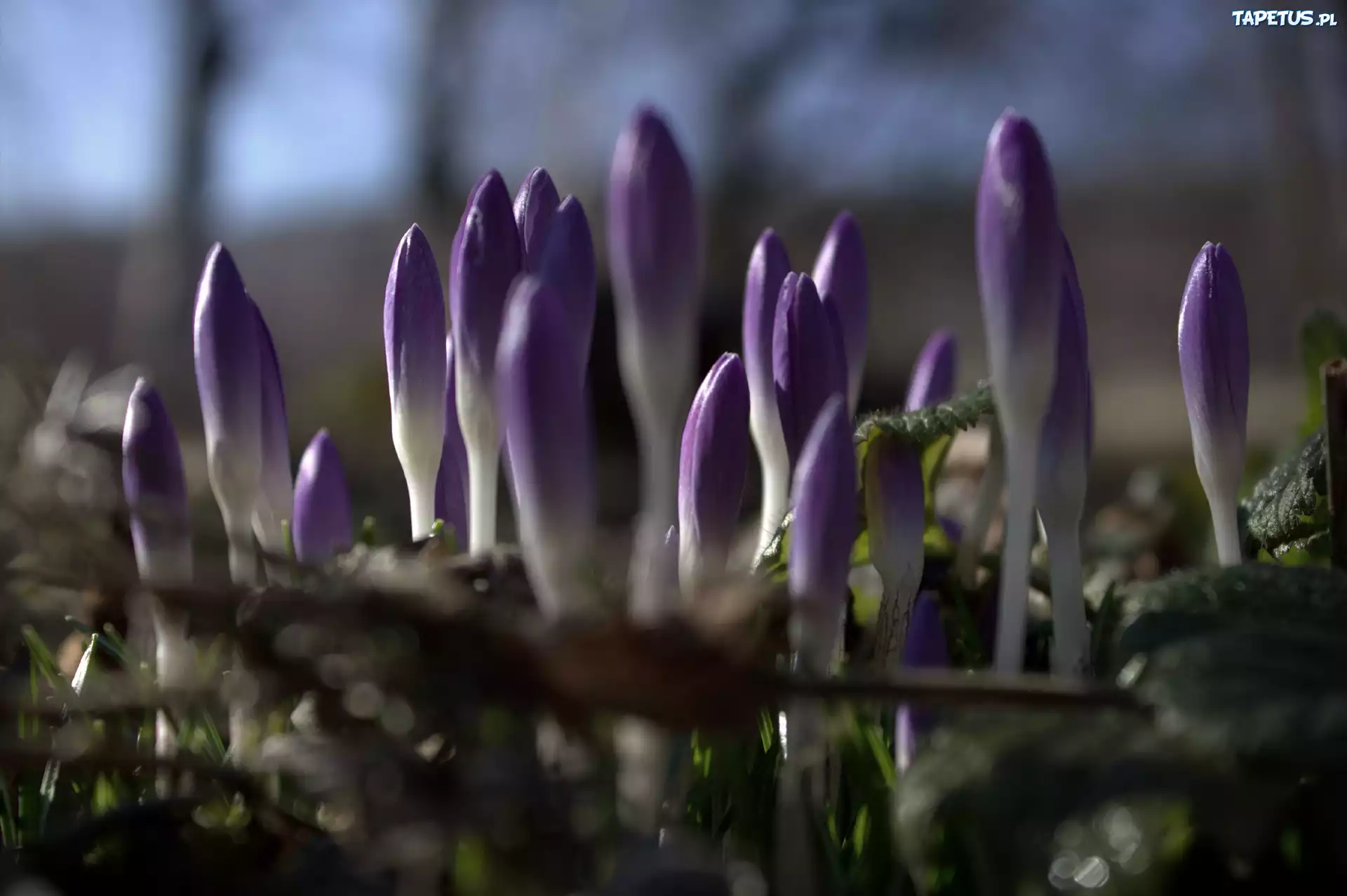 Krokus, Fiolet, Kwiat