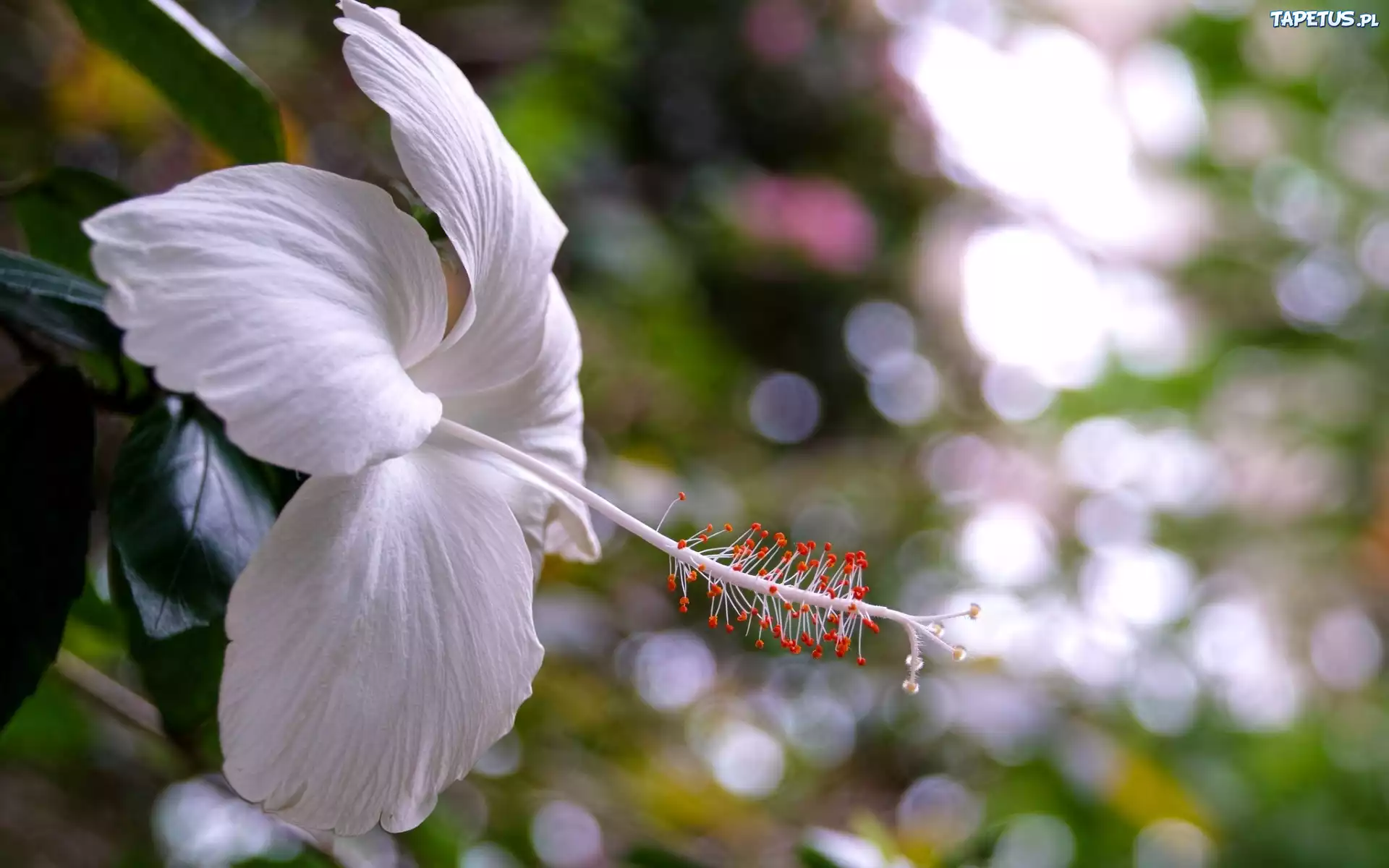 Biały, Hibiskus