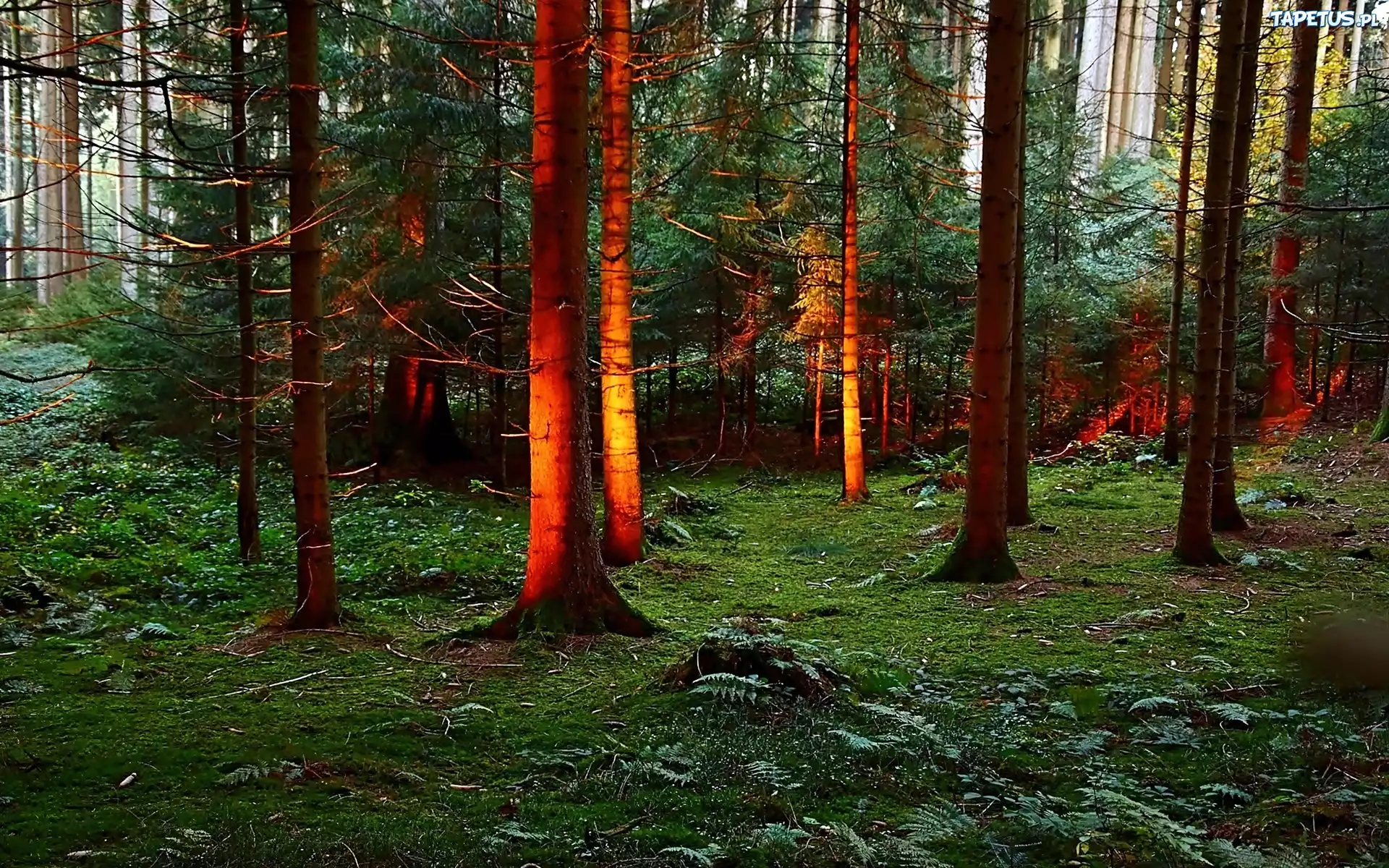 Zachód, Słońca, Las, Świerkowy, Światło, Cień
