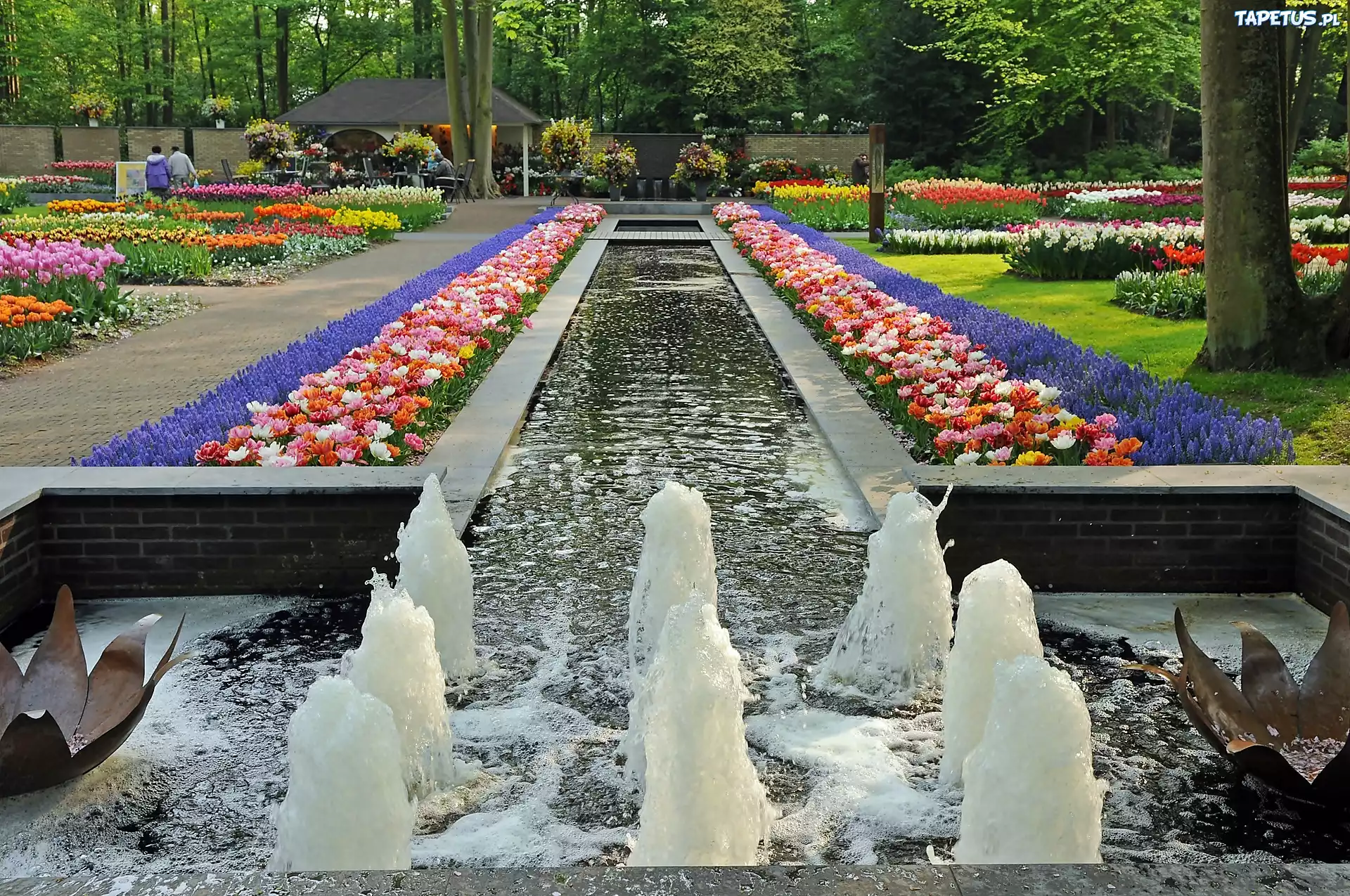 Lisse, Park, Keukenhof, Fontanna, Gazony Kwiatowe, Holandia