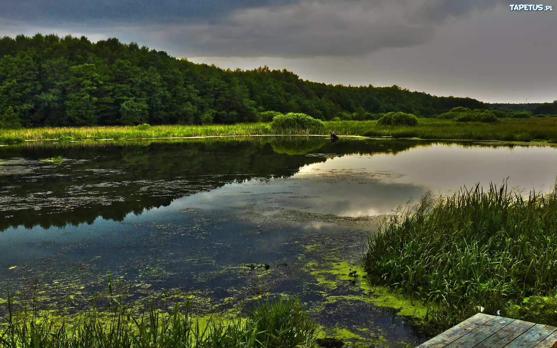 Staw, Trzciny