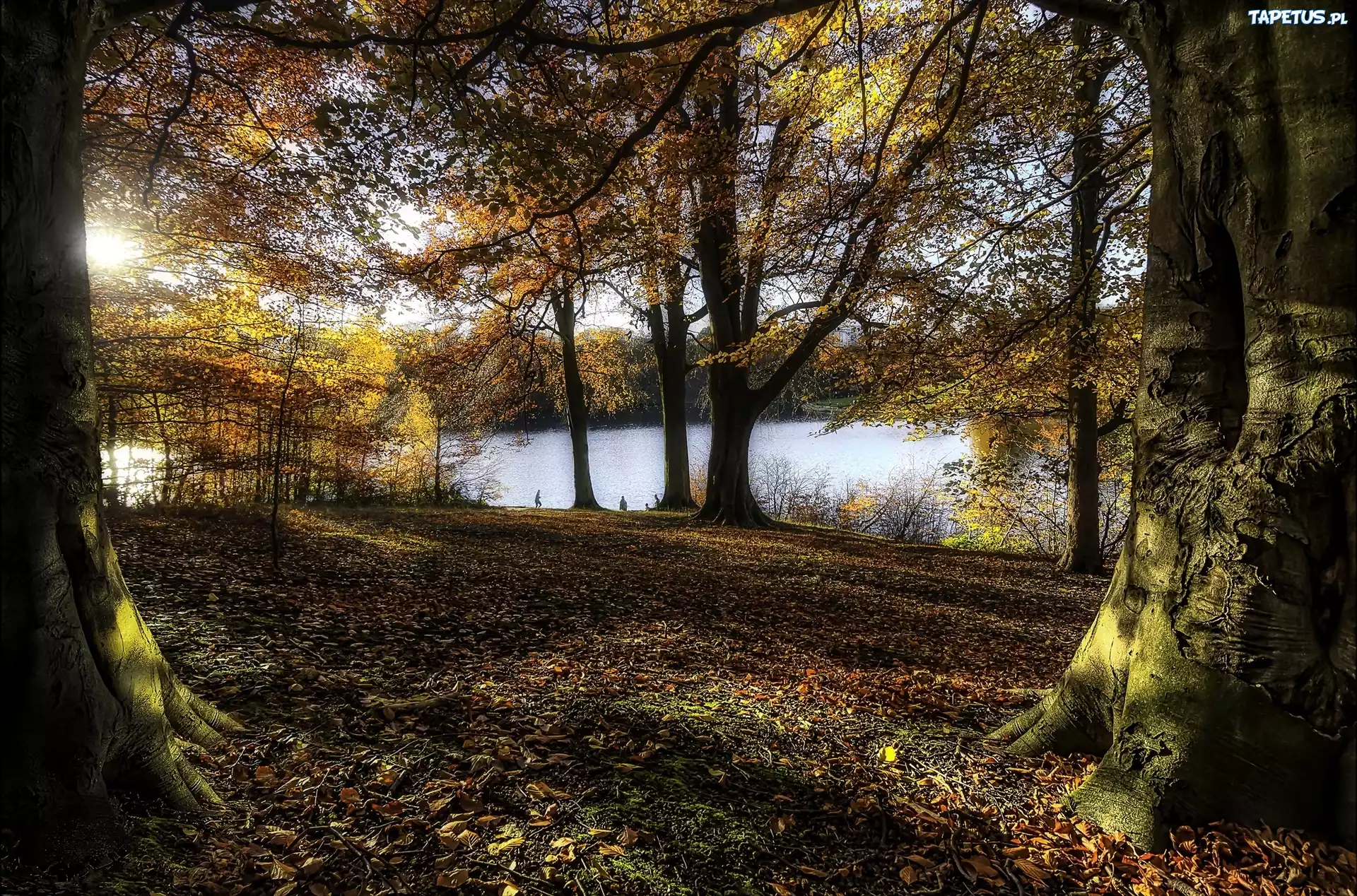 Jesień, Drzewa, Przebijające światło, Woda, Park
