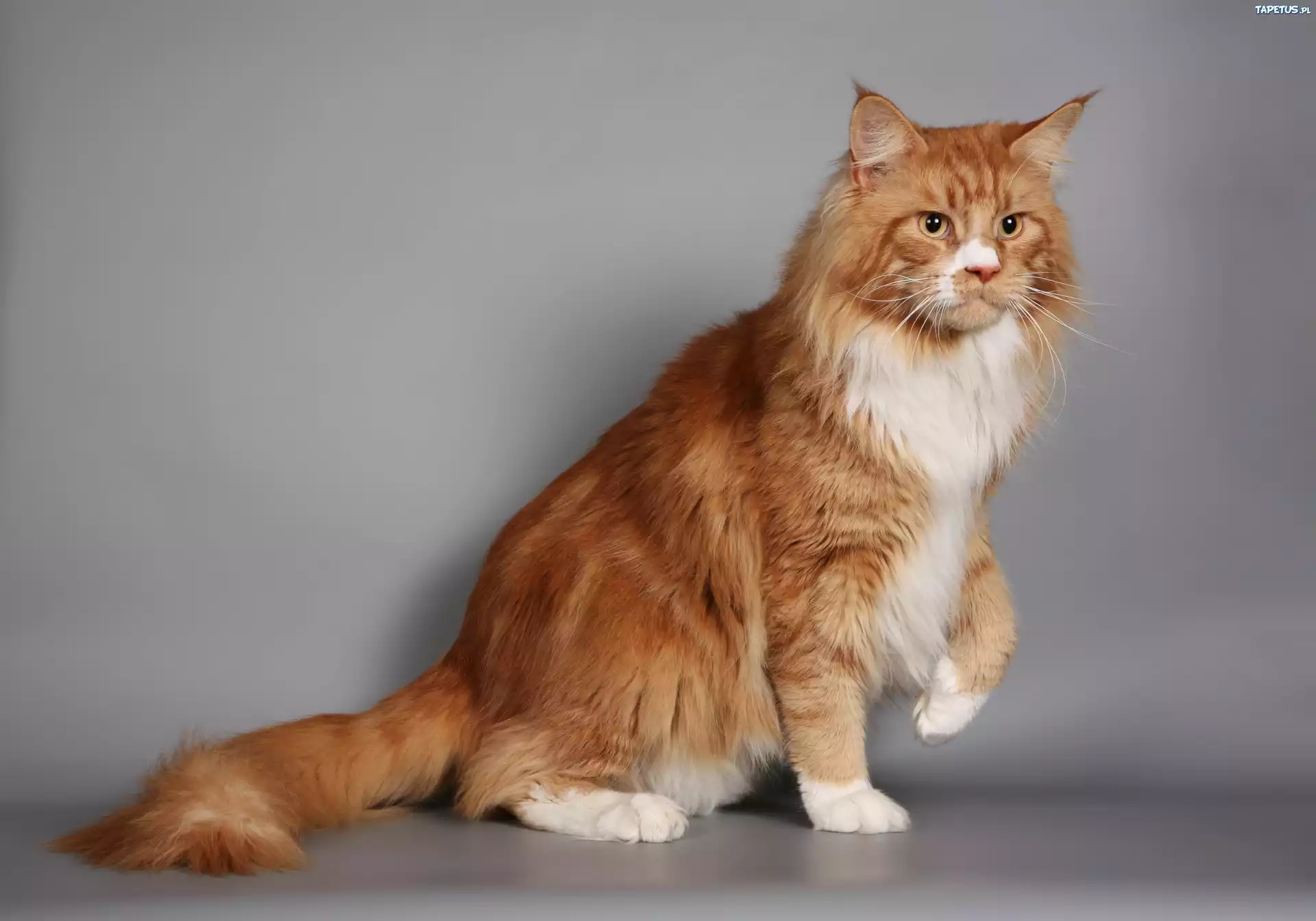 Kot, Maine Coon
