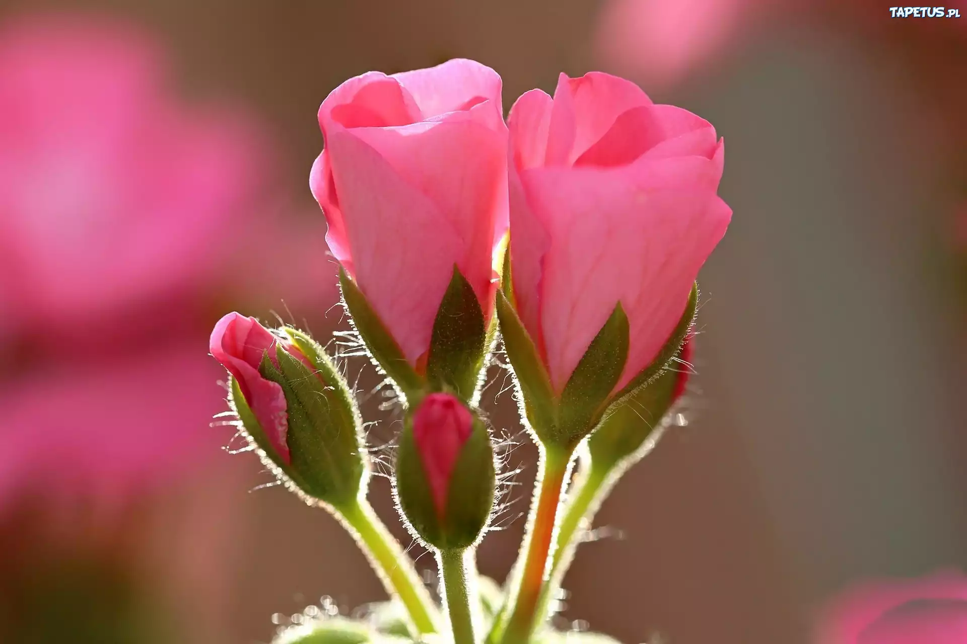 Rozowe, Geranium