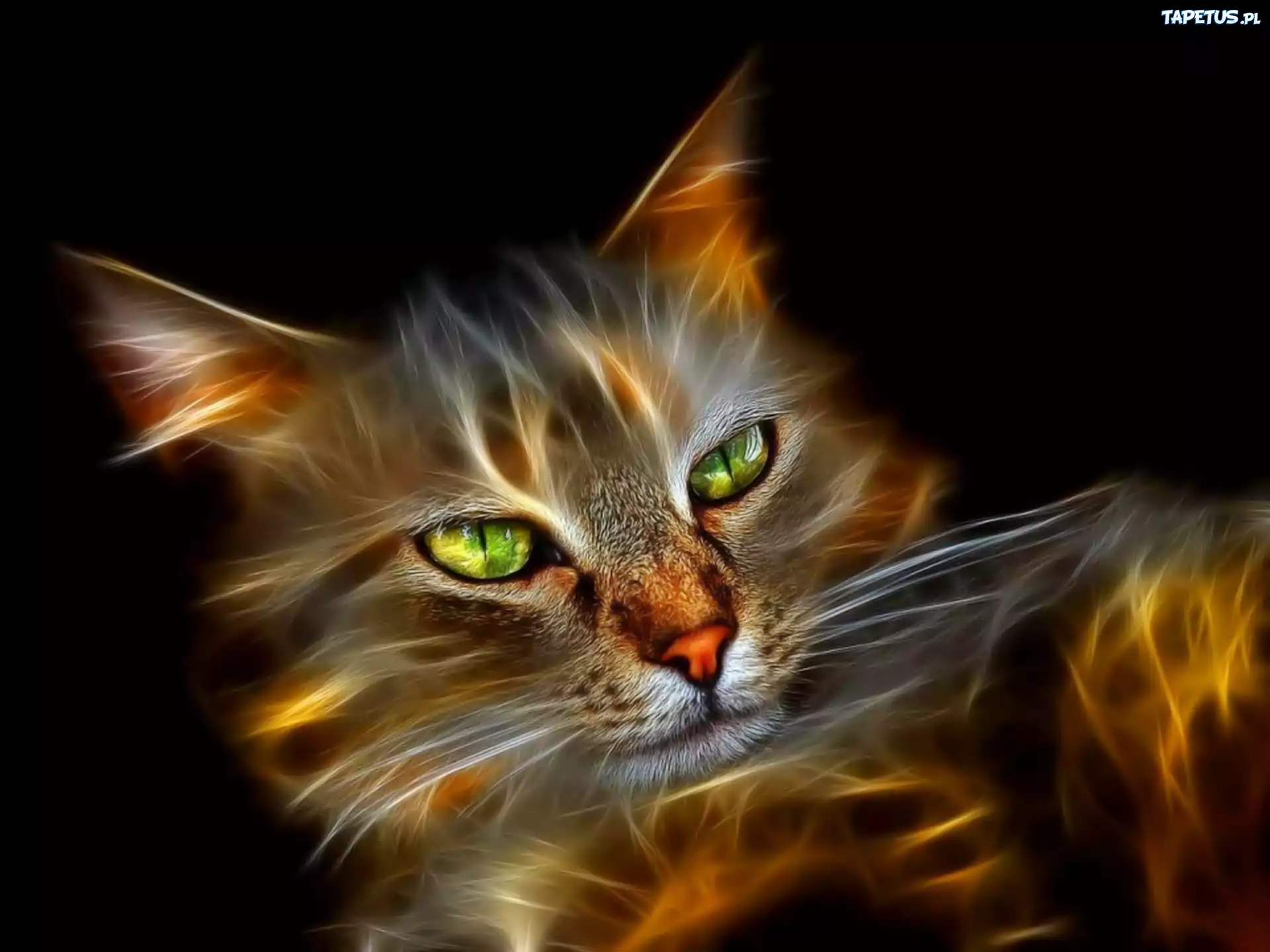 Kot, Fractalius