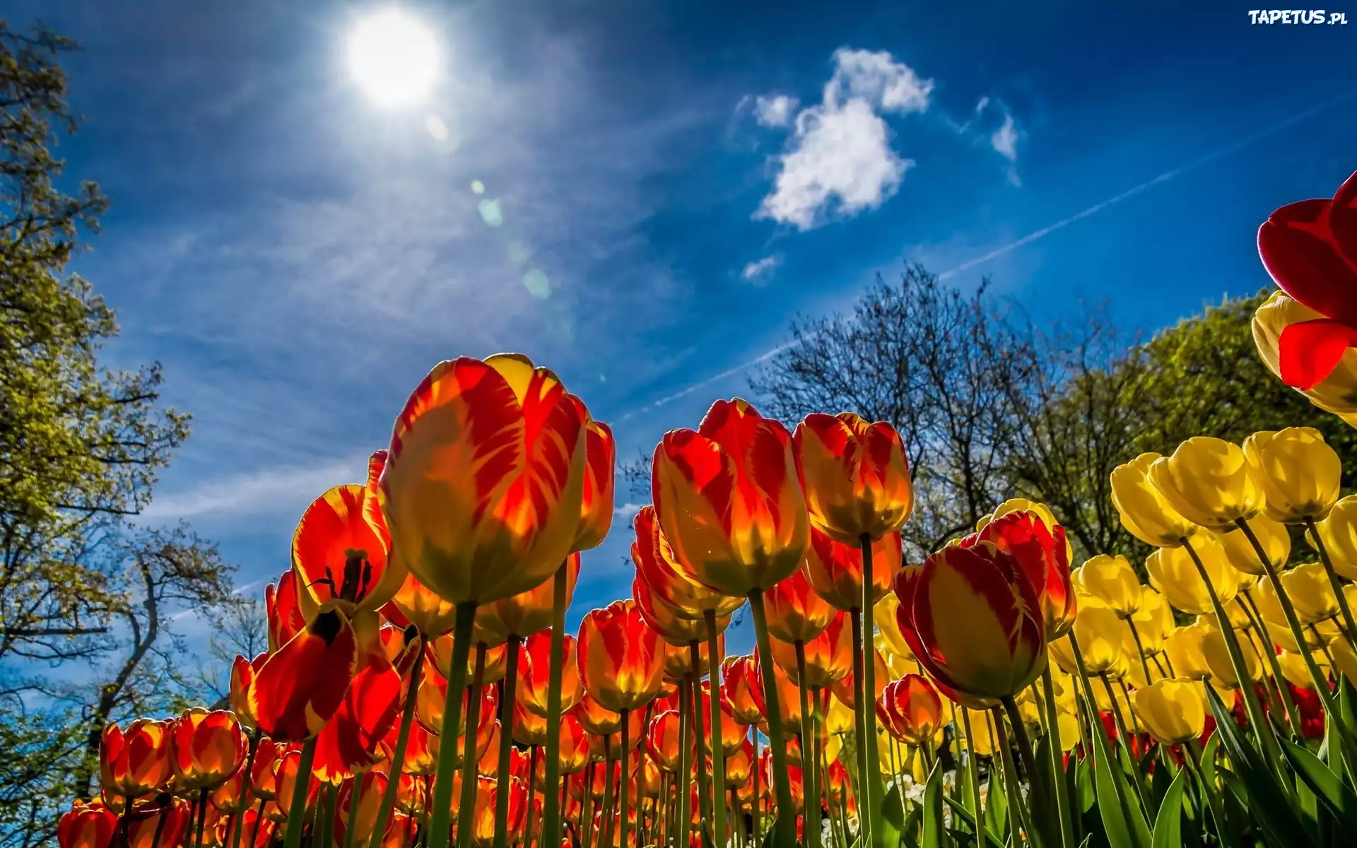Tulipany, Niebo, Słońce, Wiosna