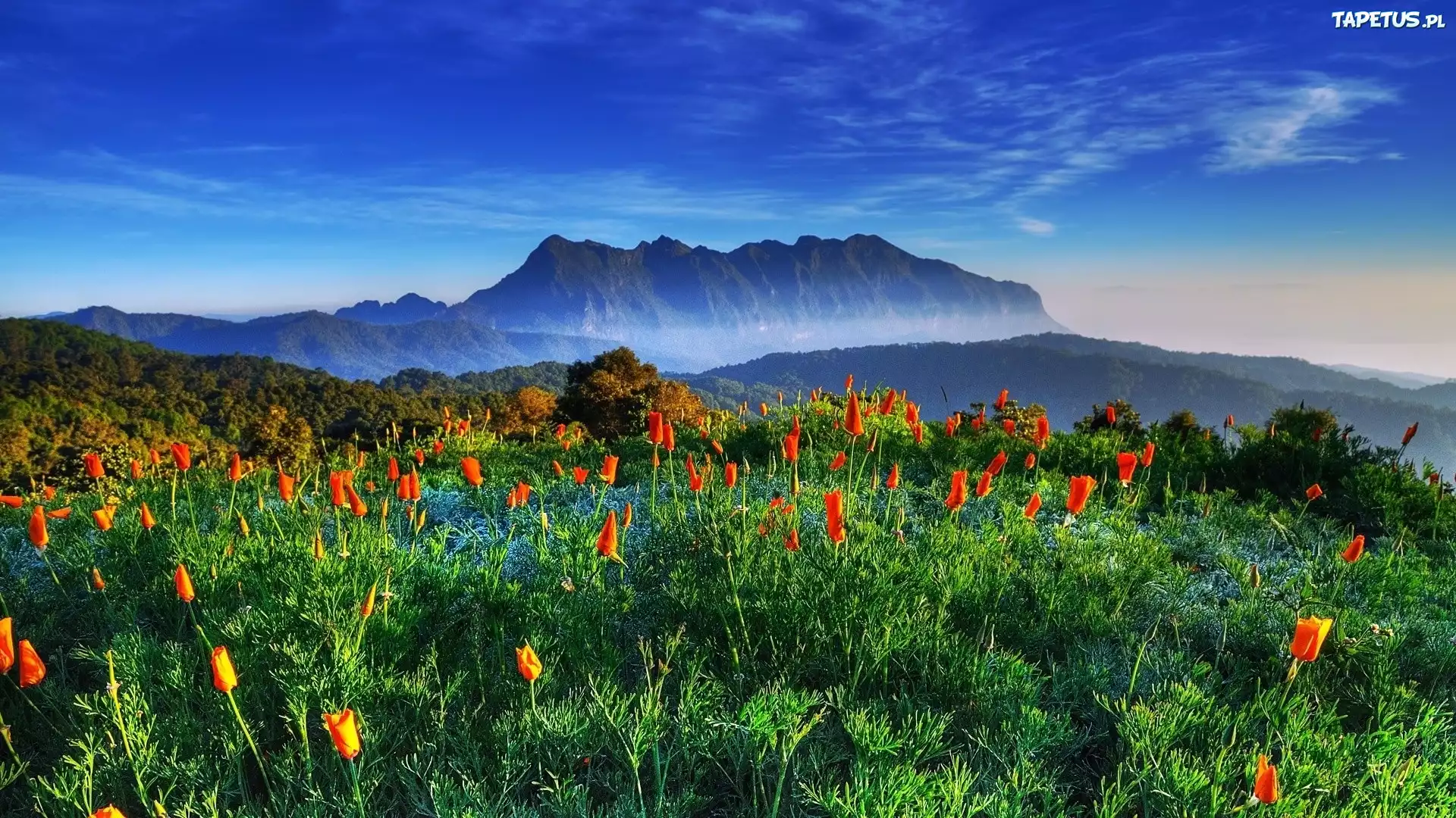 Góry, Las, Tulipany