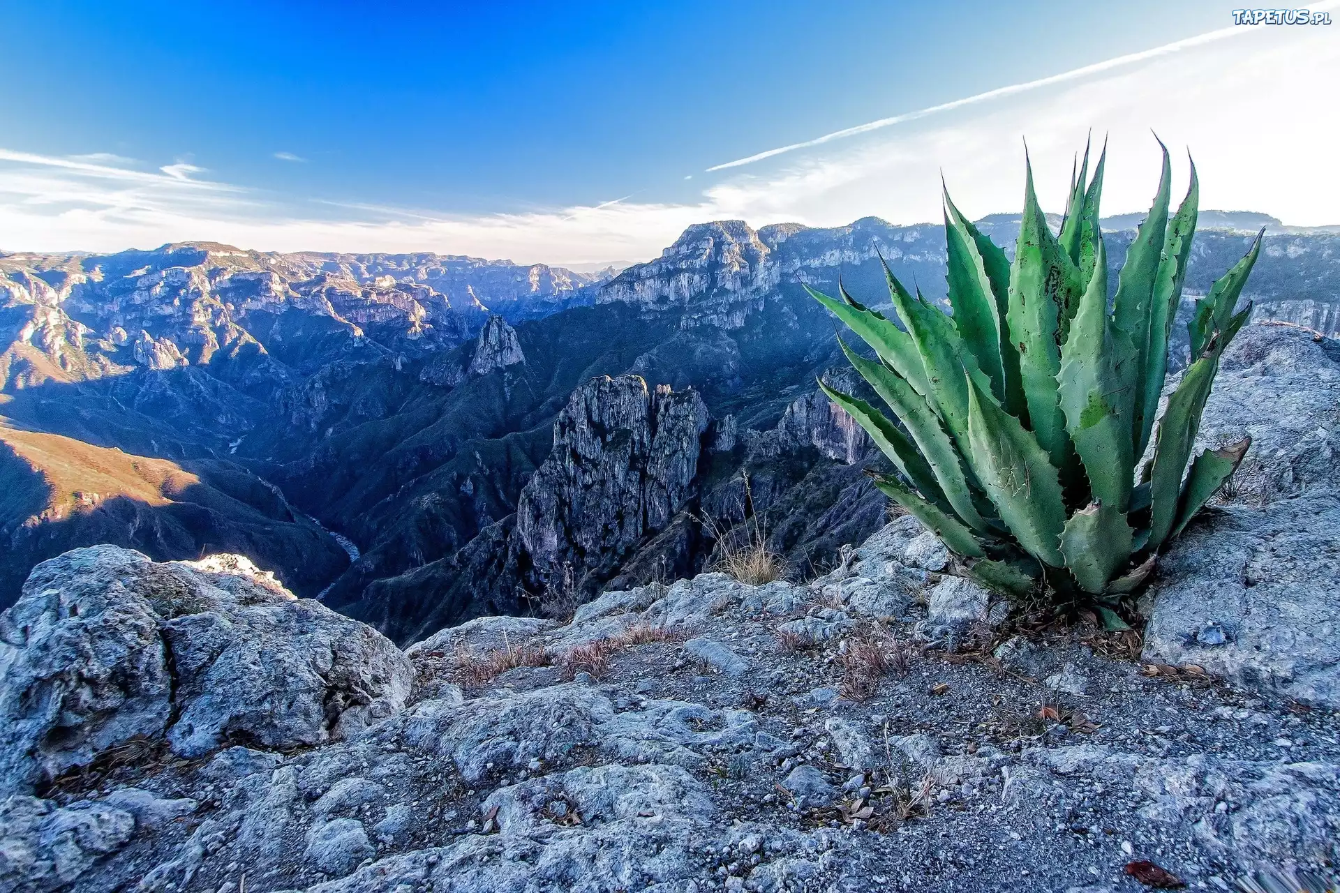 Skały, Kaktus, Aloes