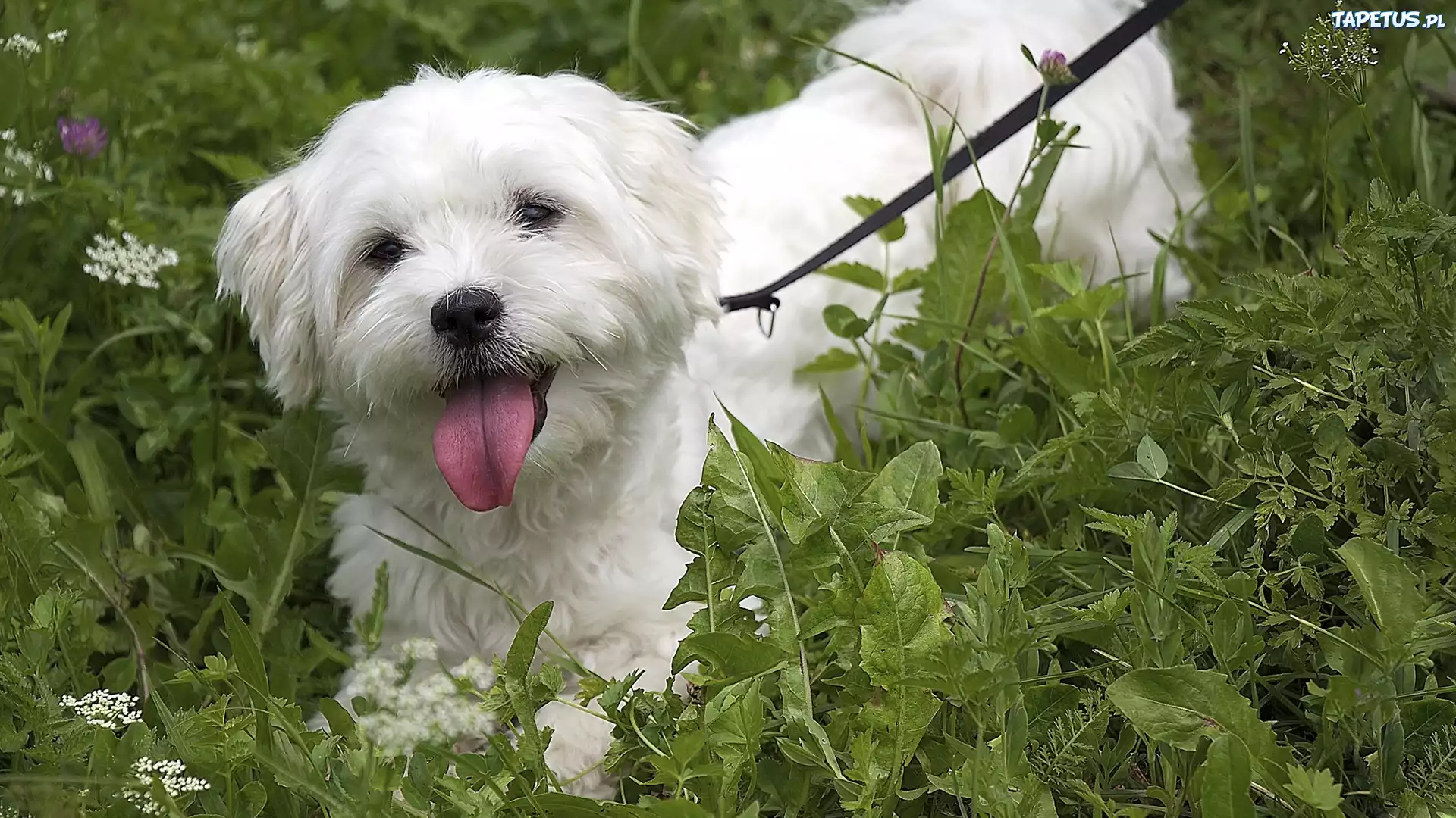 Bichon Frise, Zieleń