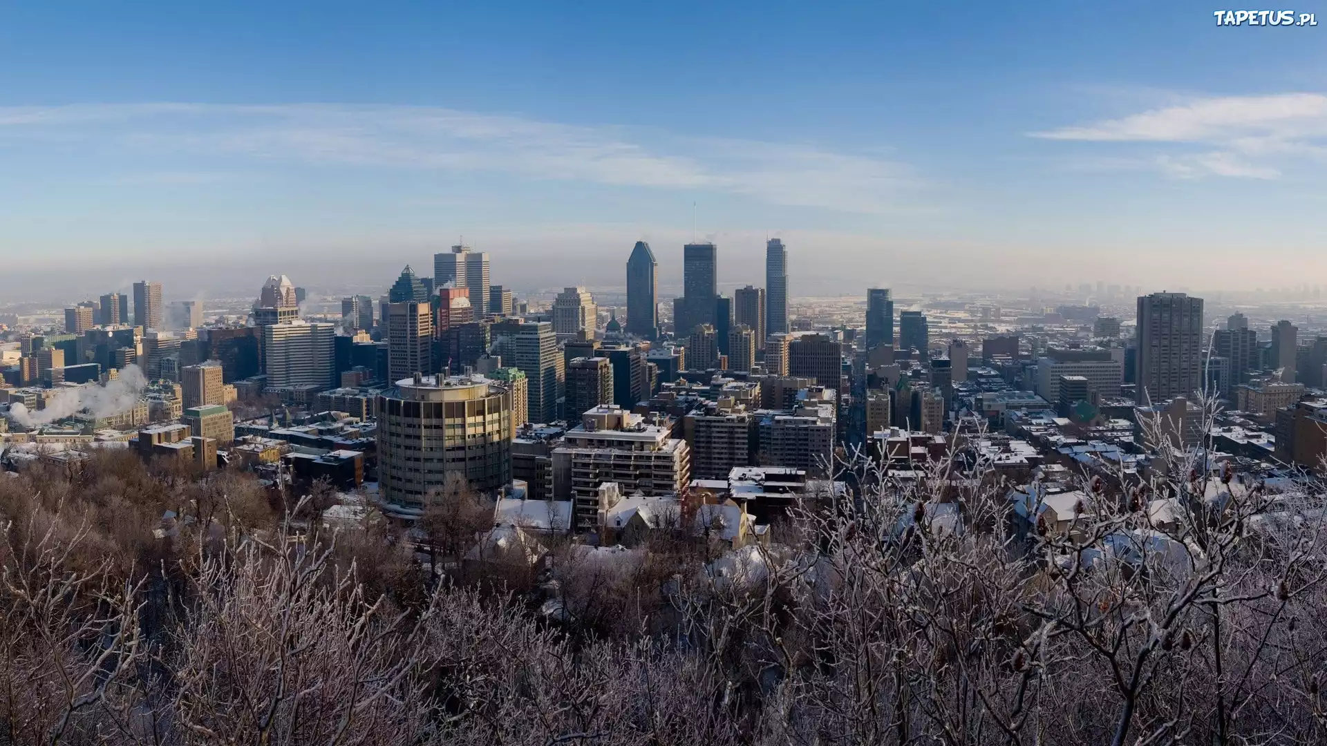 Kanada, Montreal, Miasto, Drzewa