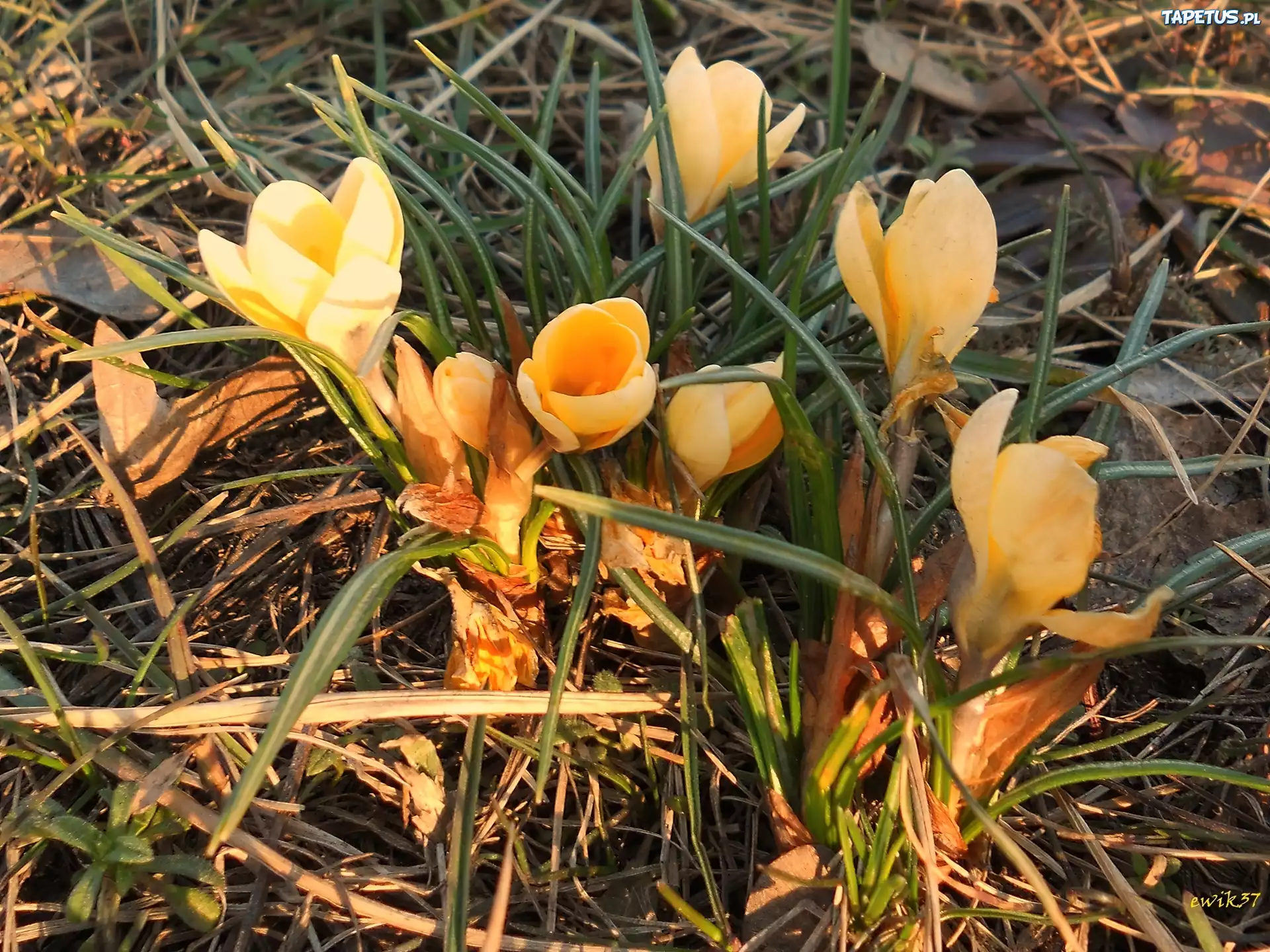 Kwiaty, Krokus, Żółty
