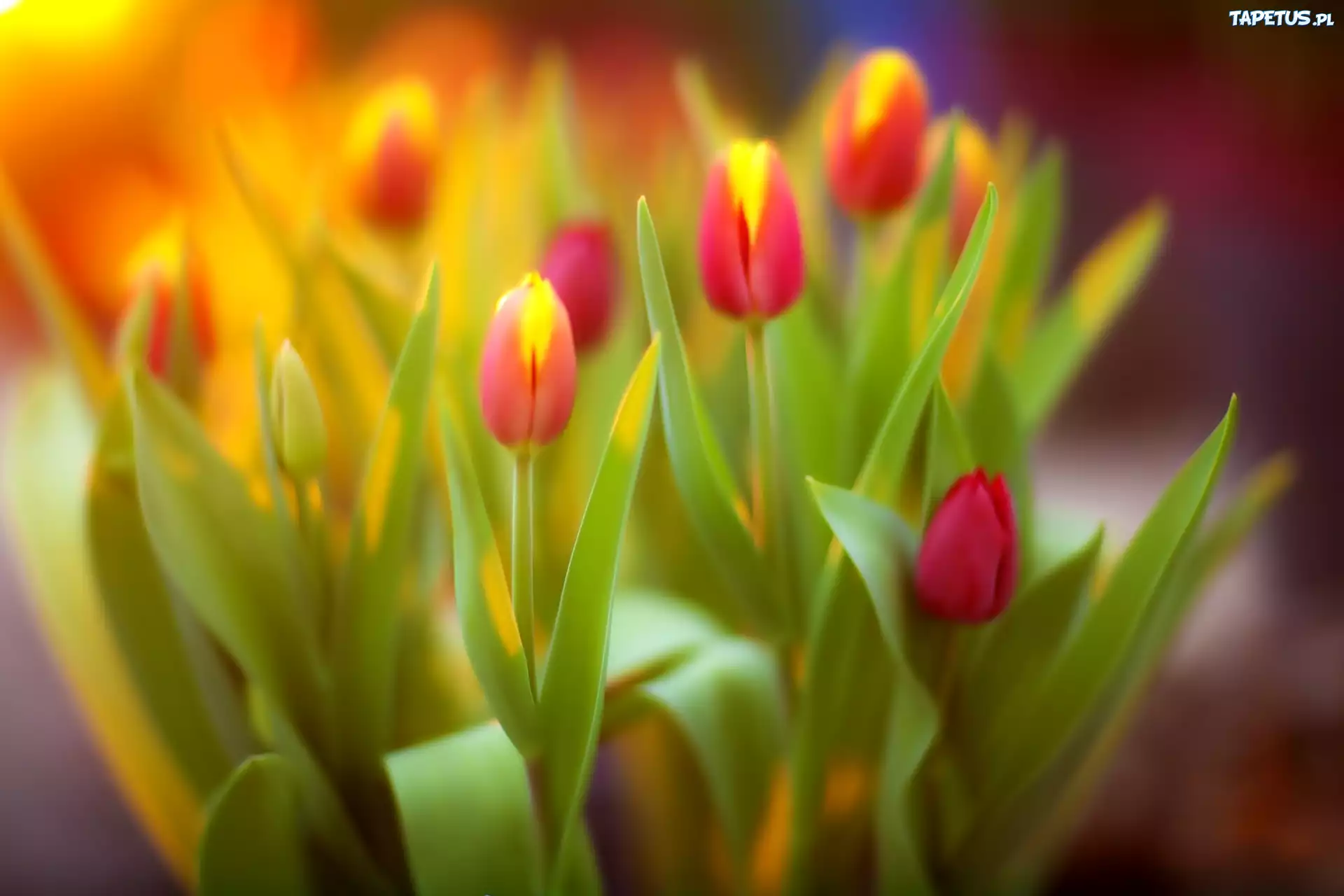 Tulipany