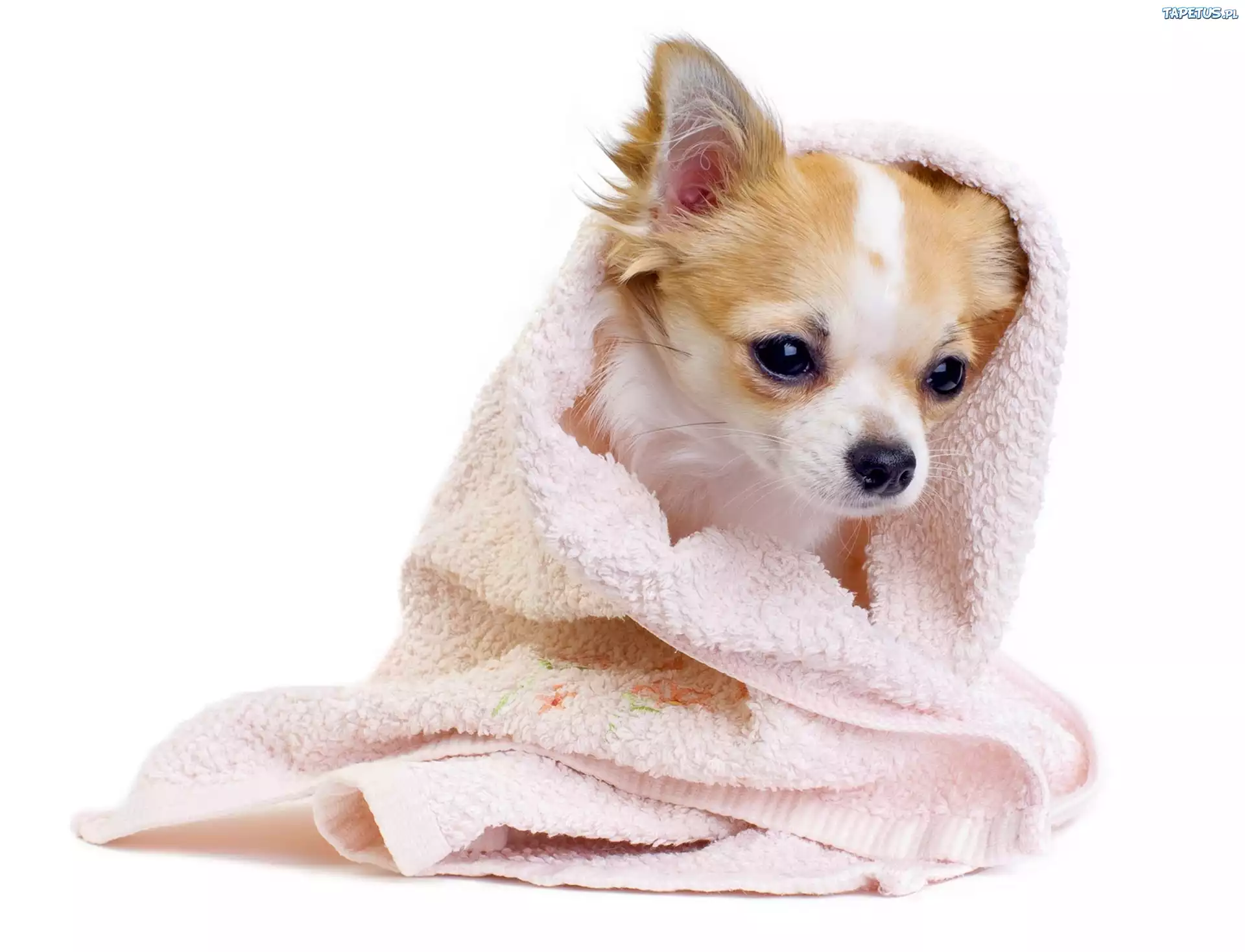 Słodki, Pies, Szczeniak, Chihuahua