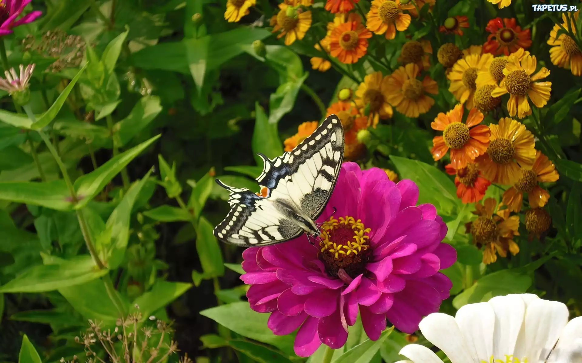 Różowy, Kwiat, Motyl