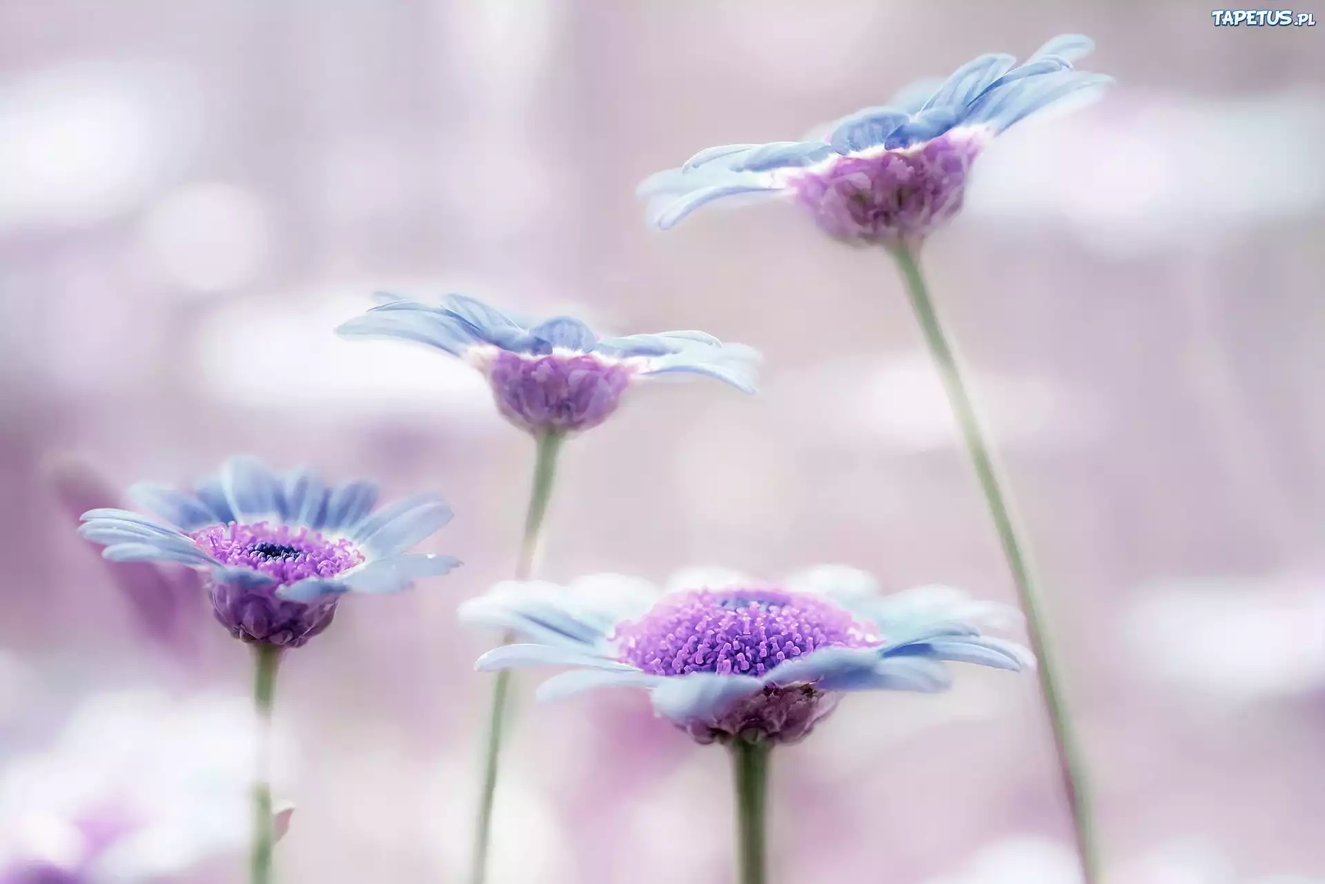 природа цветы макро фиолетовые скачать