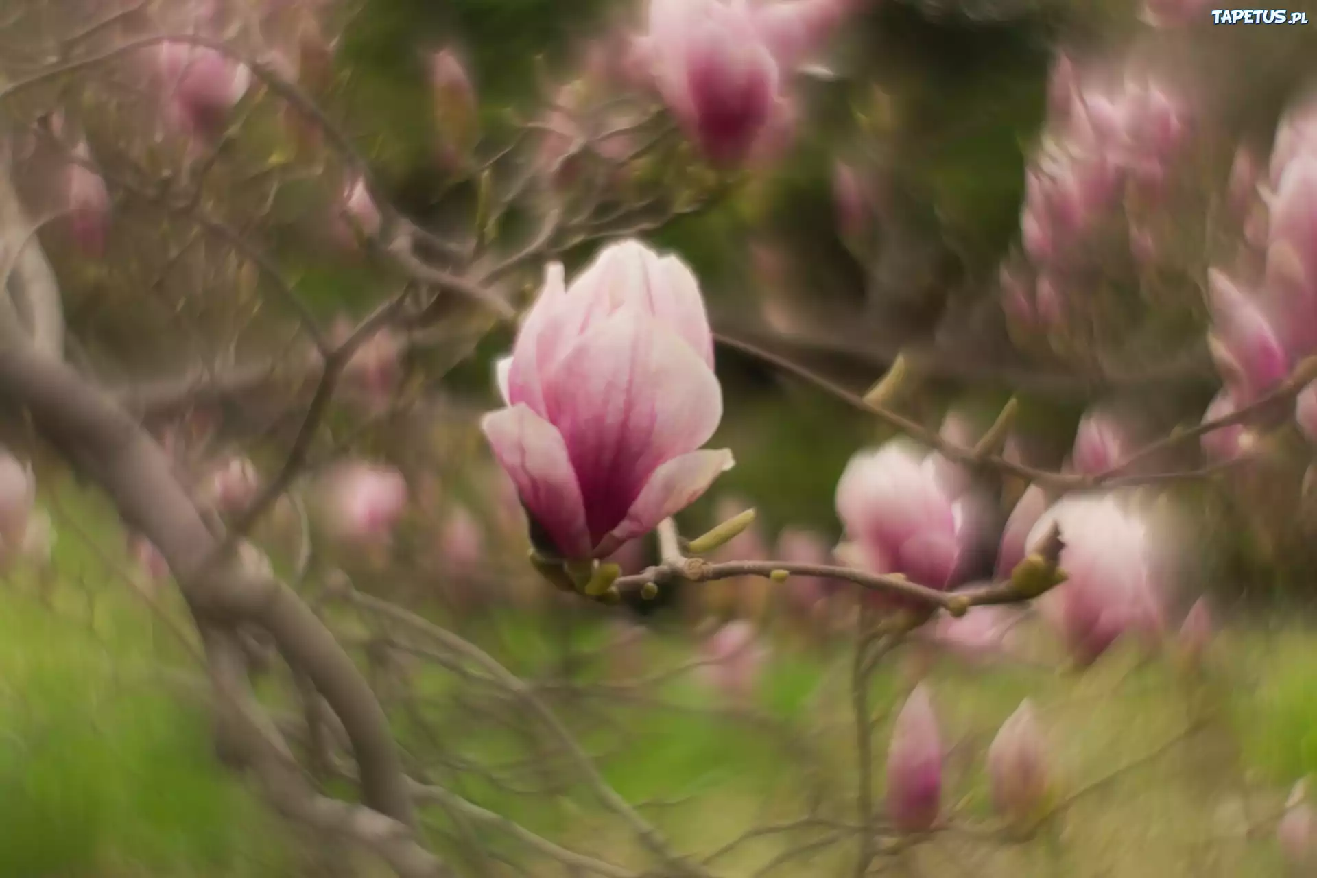 Magnolia, Kwiat, Gałązki