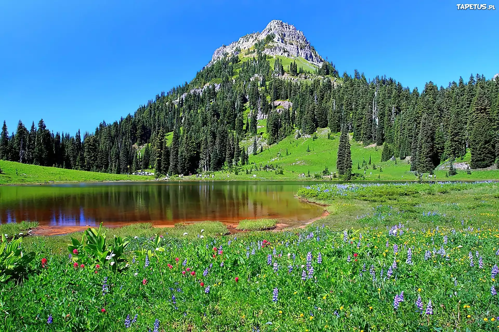 Waszyngton, Park, Narodowy, Mount, Rainier, Jezioro, Tipsoo