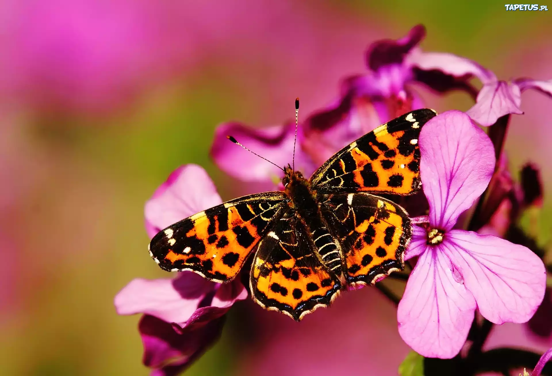 Motyl, Rusałka, Kratkowiec, Różowe, Kwiatki
