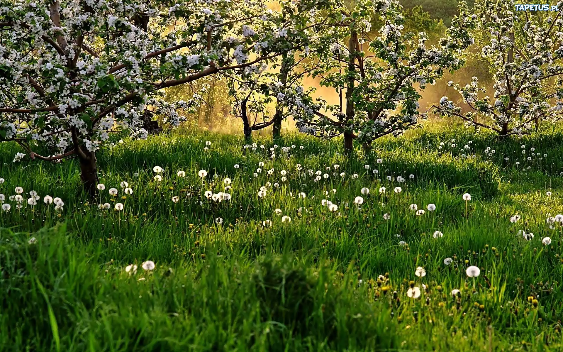 Wiosna, Kwitnące, Drzewa, Łąka, Dmuchawce
