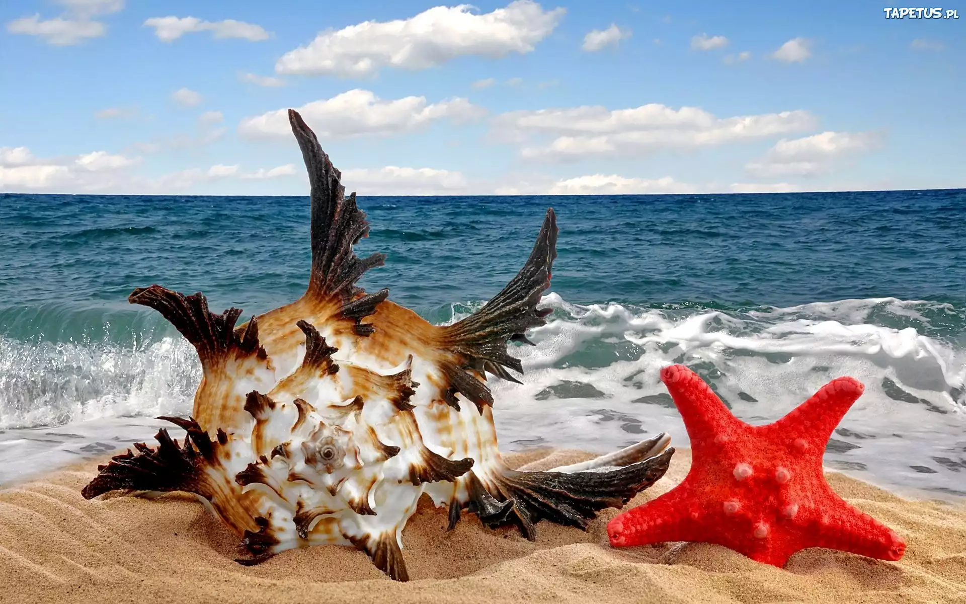 Morze, Plaża, Fantazyjna Muszla, Czerwona Rozgwiazda