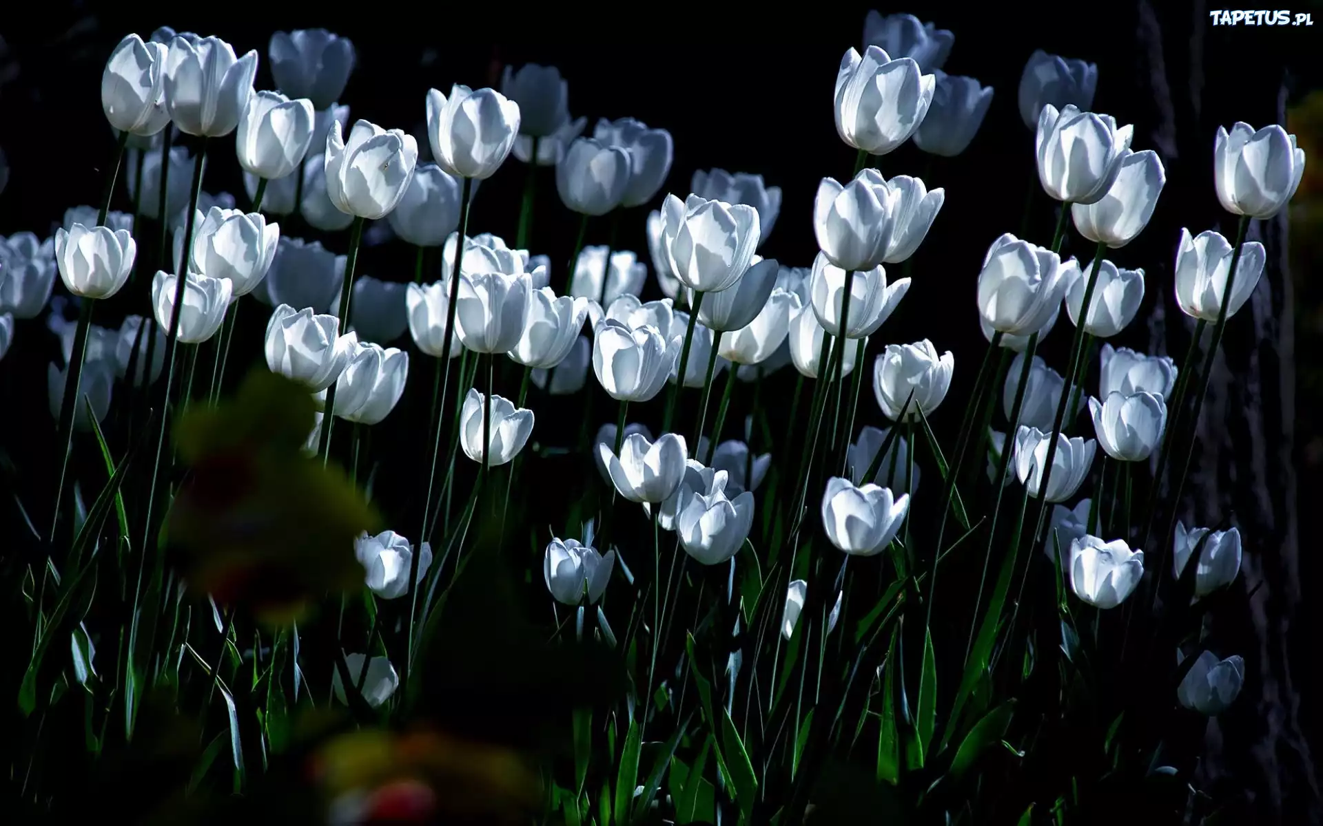 Białe, Tulipany