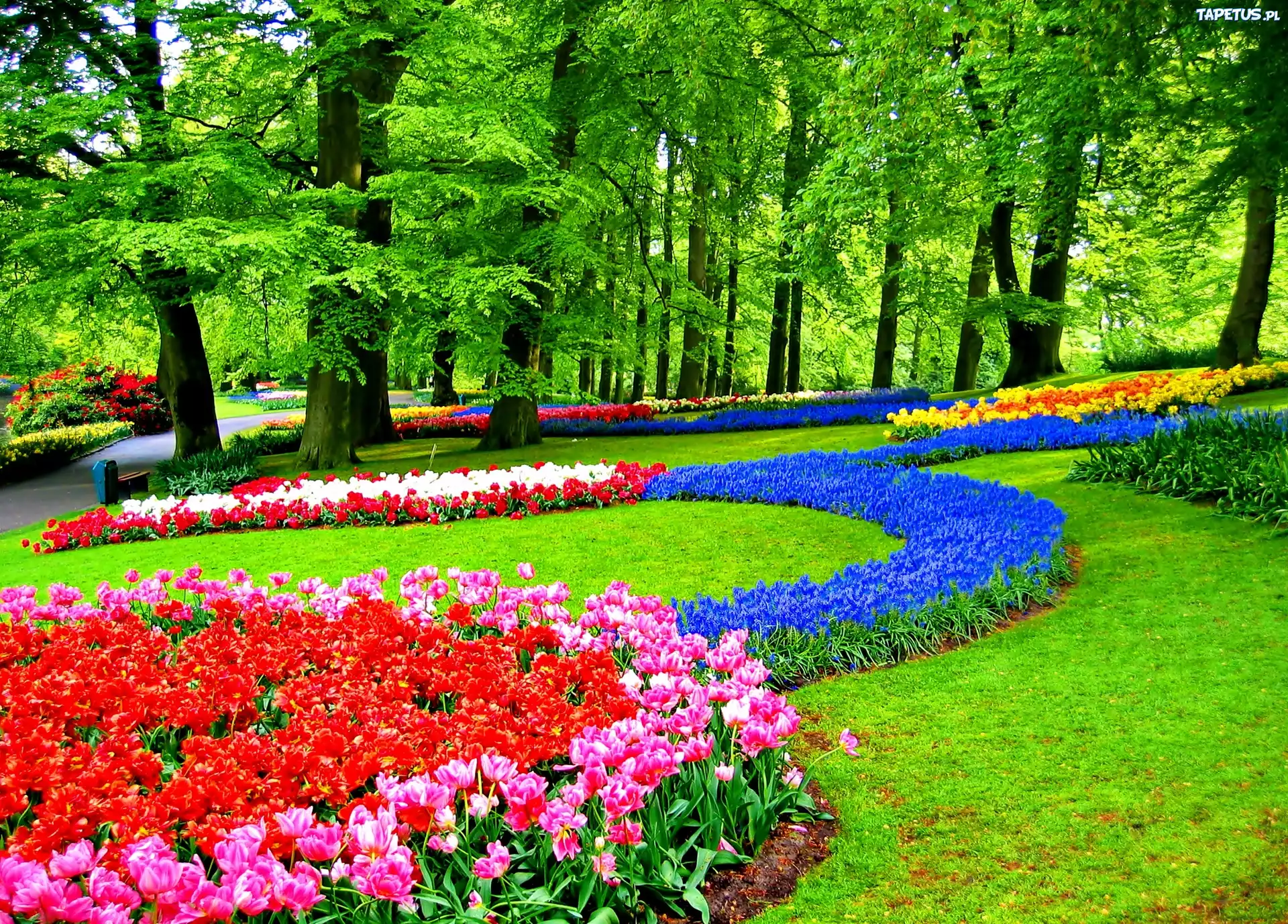 Tulipany, Szafirki, Park, Keukenhof, Lisse