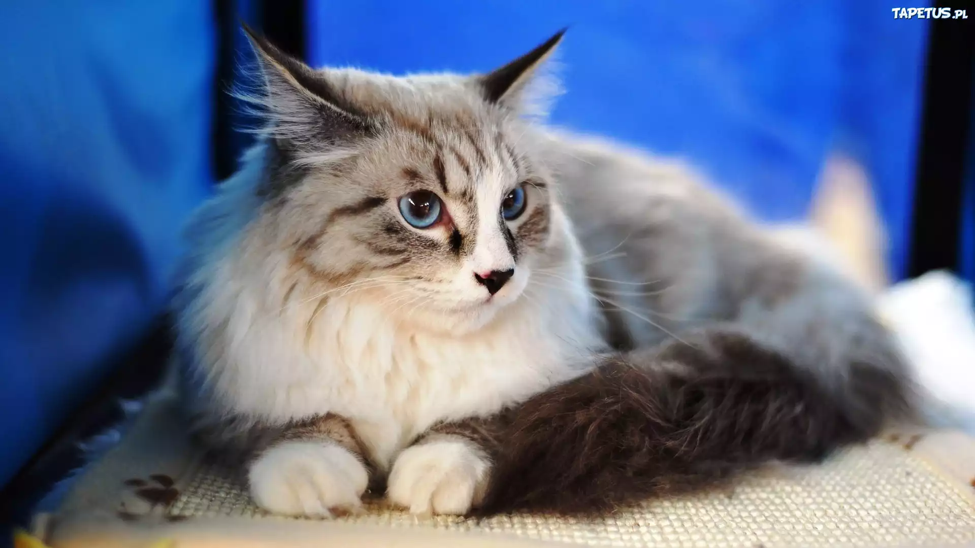 Kotek, Maine Coon