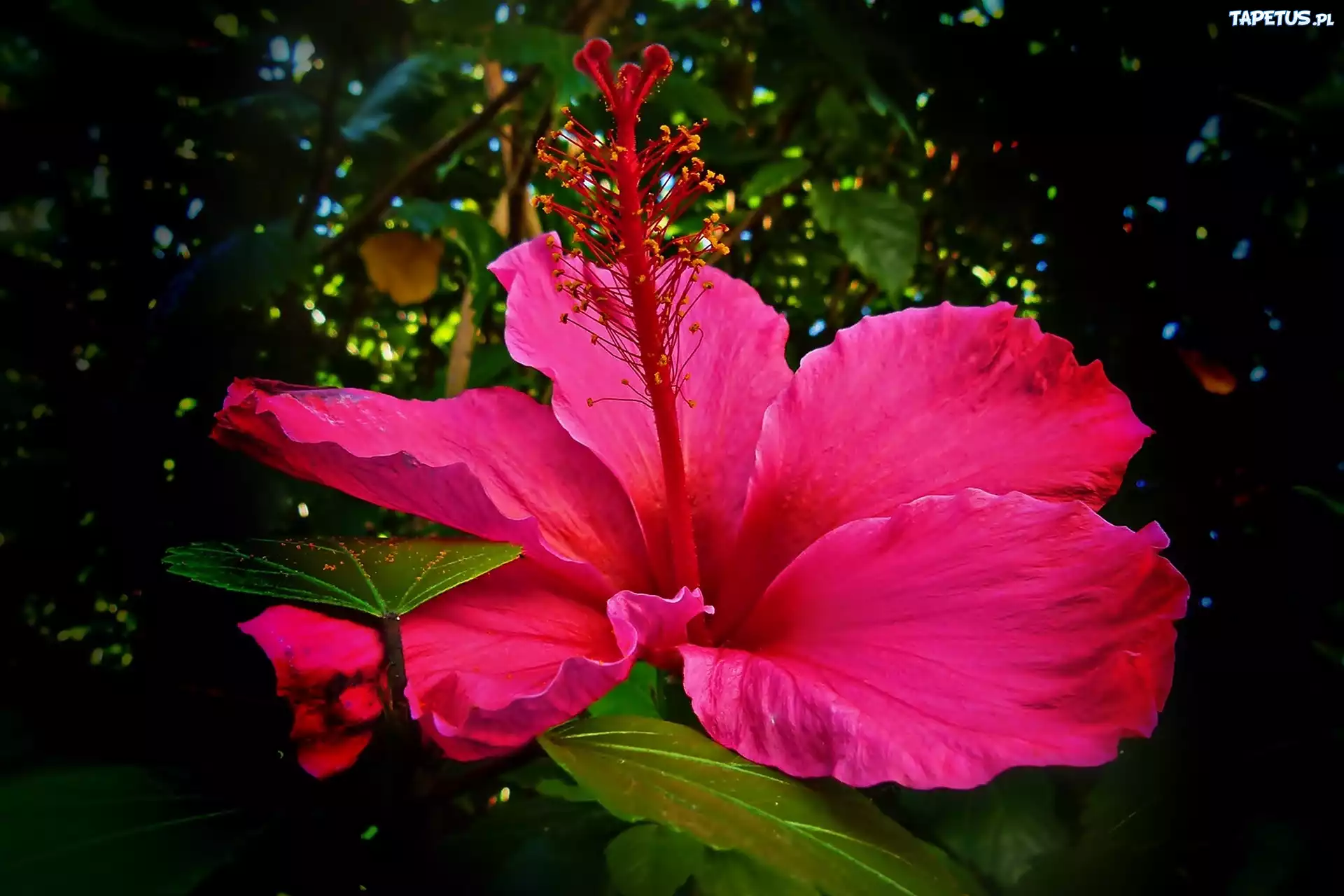 Hibiskus, Liście, Przebijające Światło