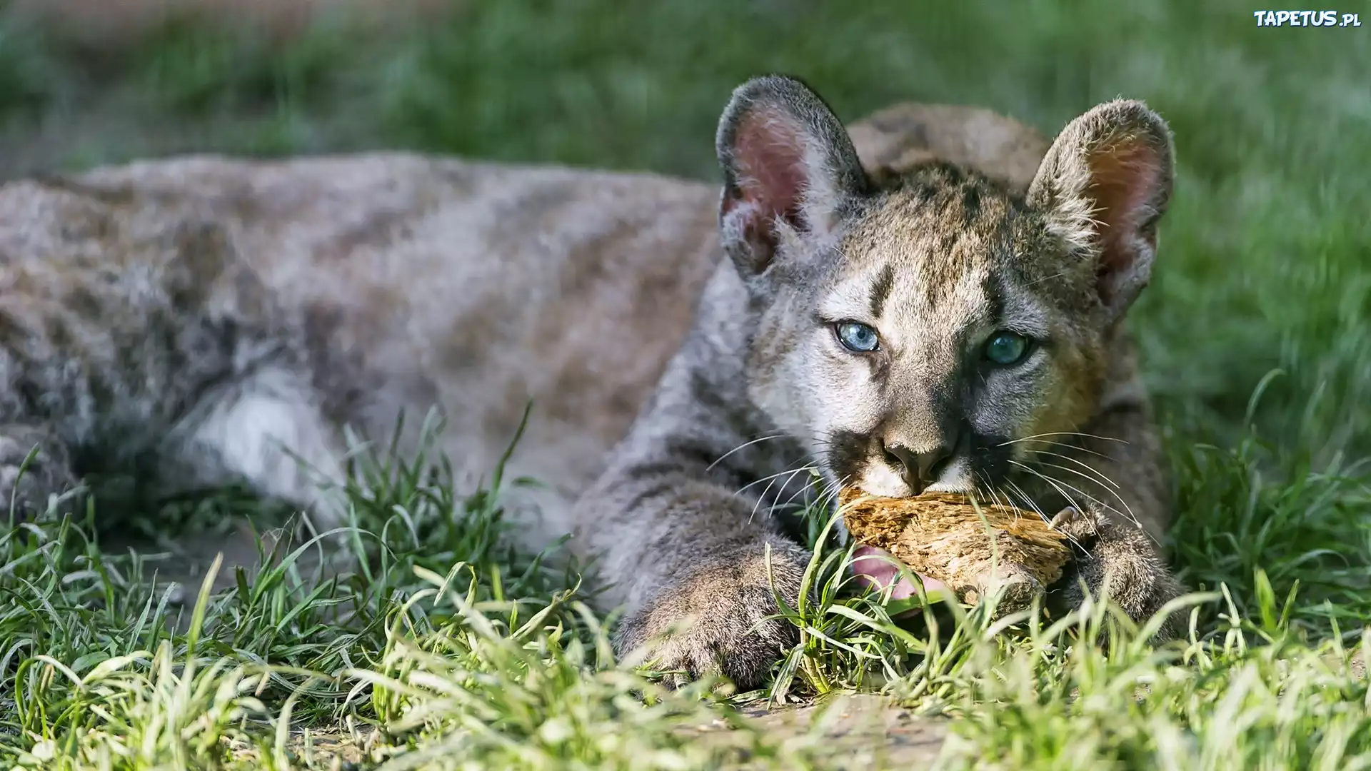 Dziki Kot, Puma