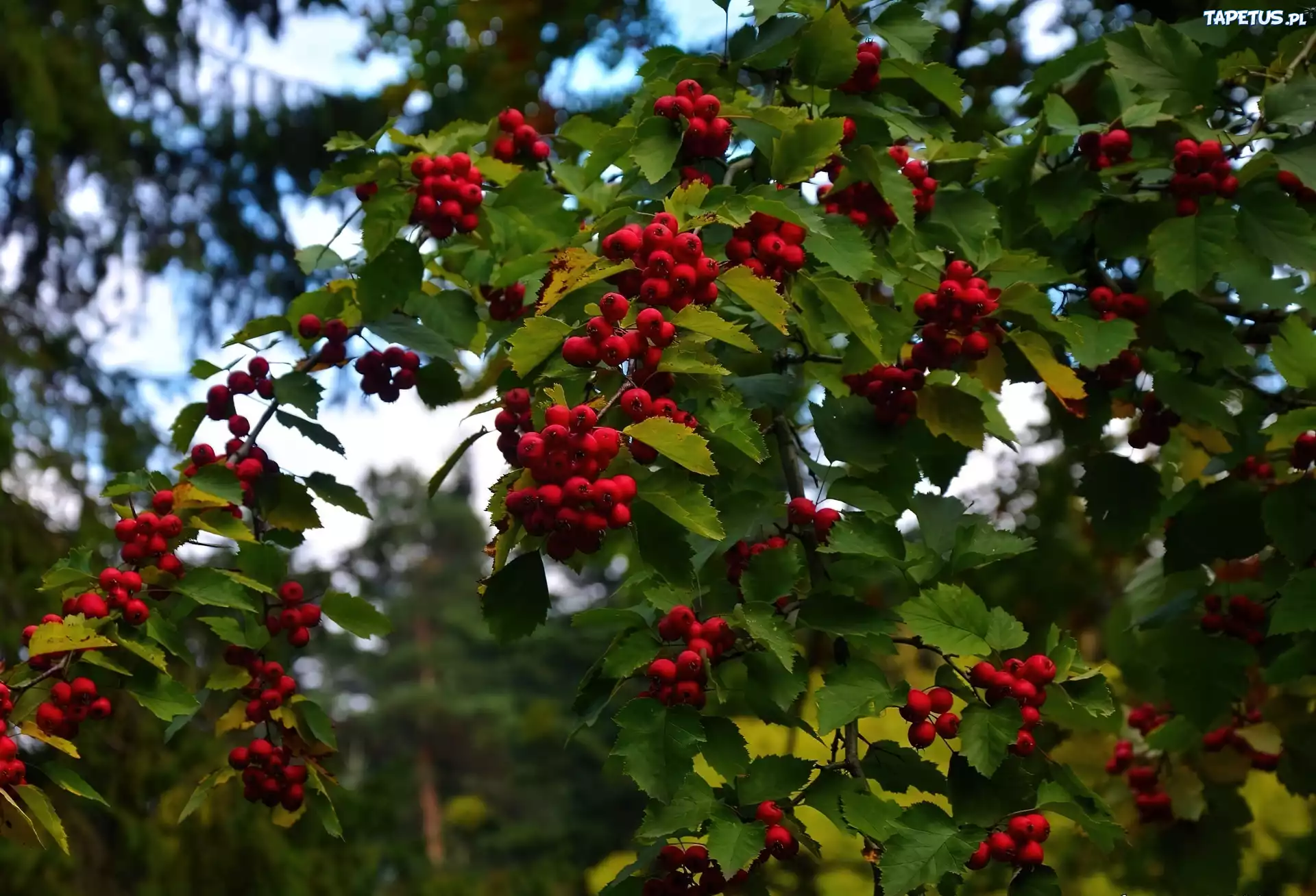 Jarzębina, Owoce, Liście