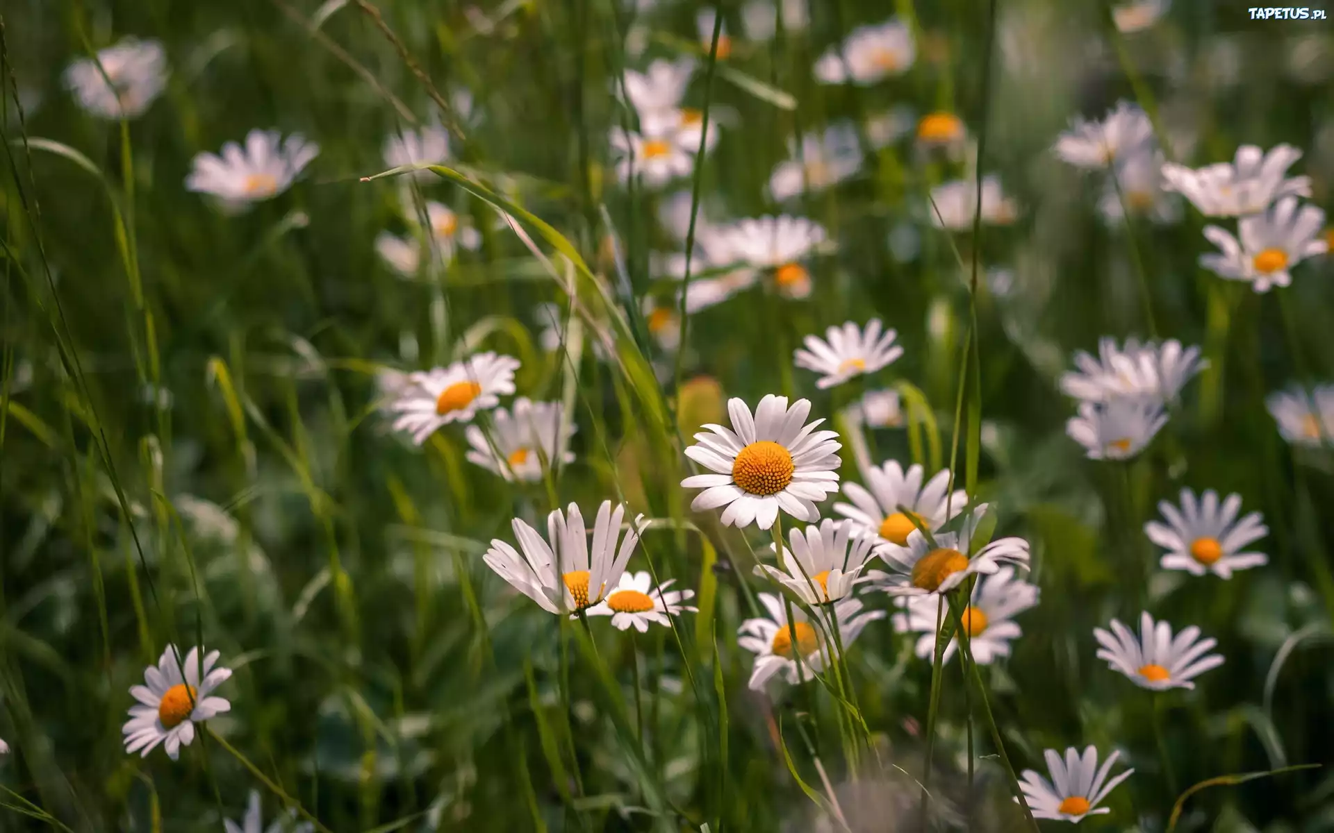 Margerytki