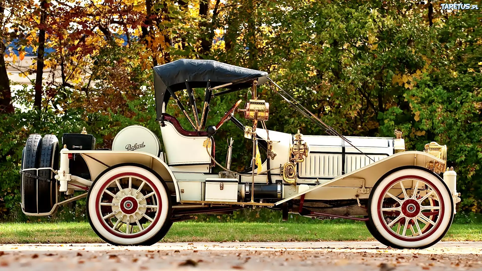 Samochód, Zabytkowy, Packard, 1912, Drzewa