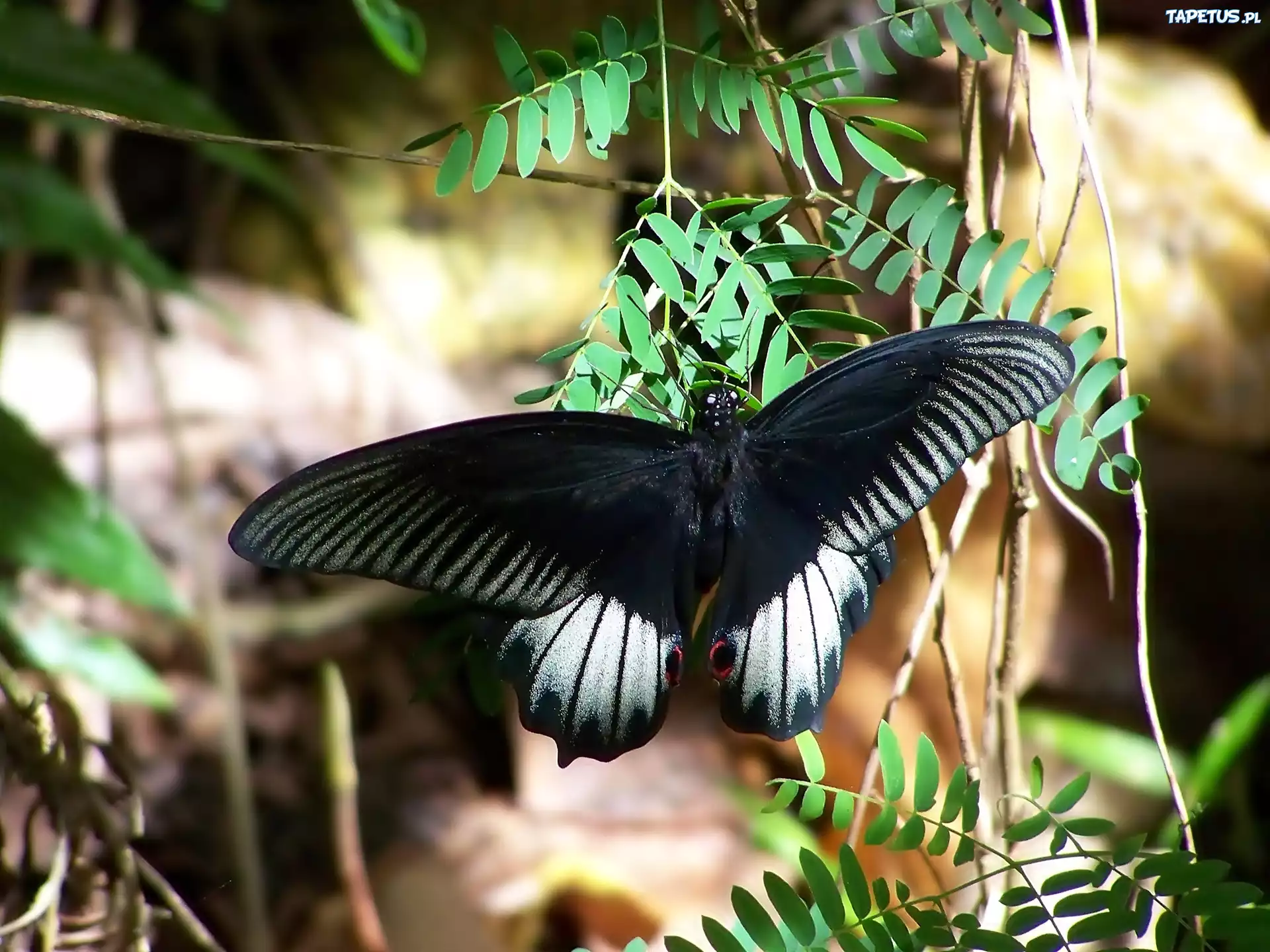 Czarny, Motyl