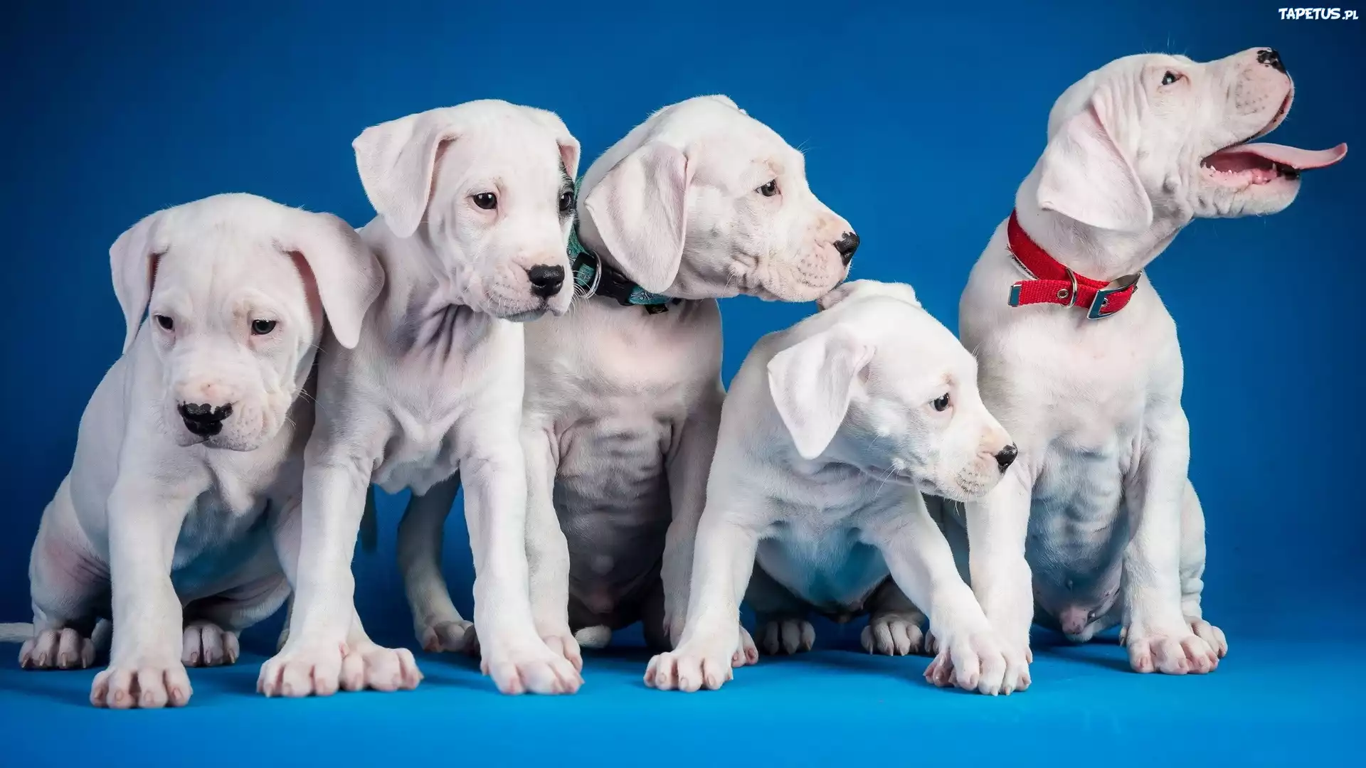 Psy, Białe, Szczeniaki, Pit Bull Terrier