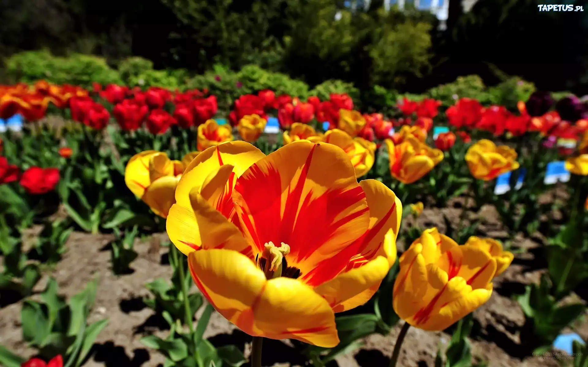 Ogród, Tulipany, Rozmycie