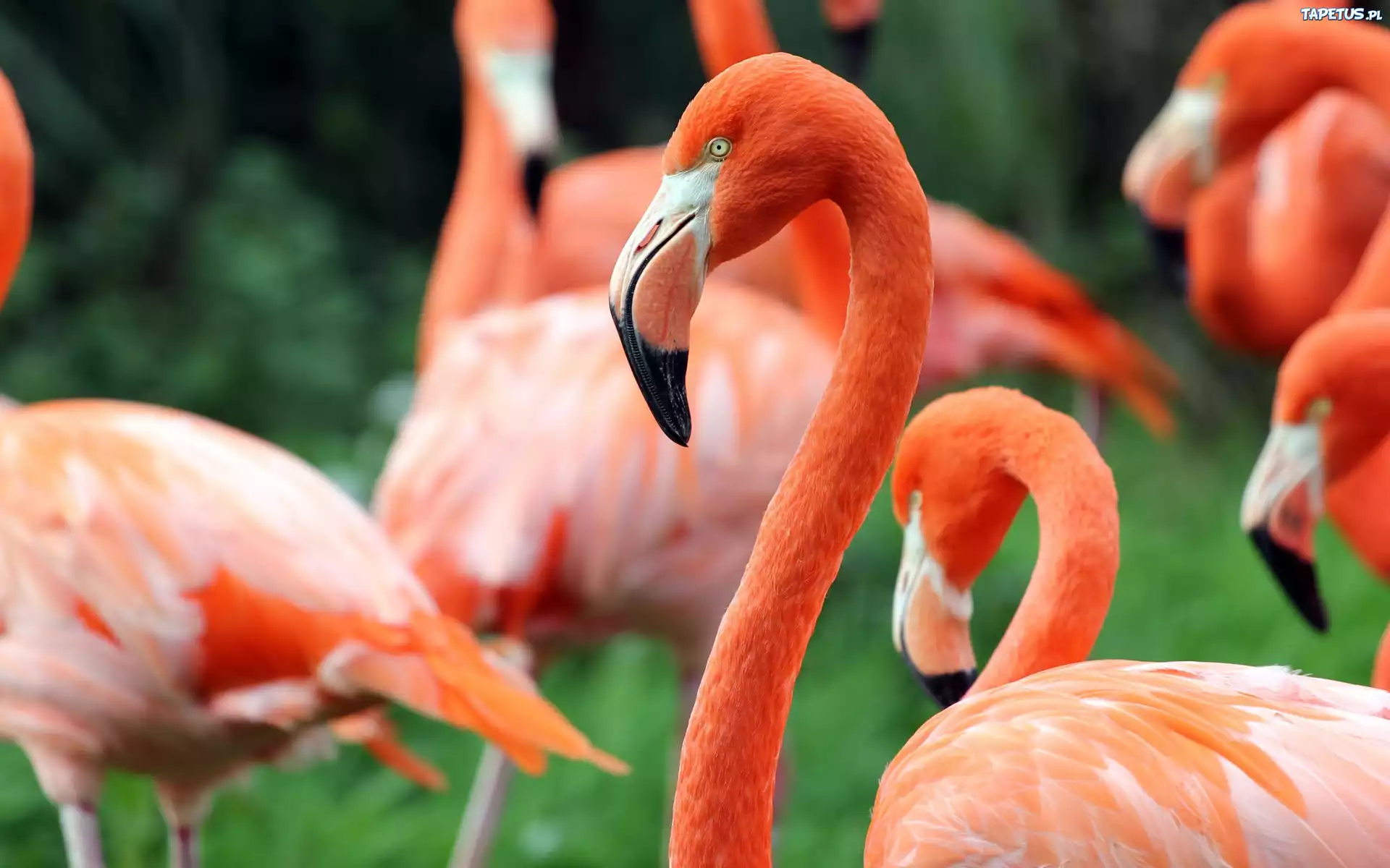 Flamingi