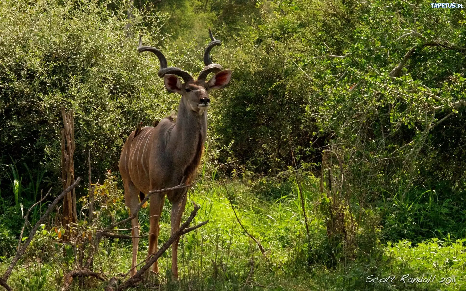 Kudu, Rośliny