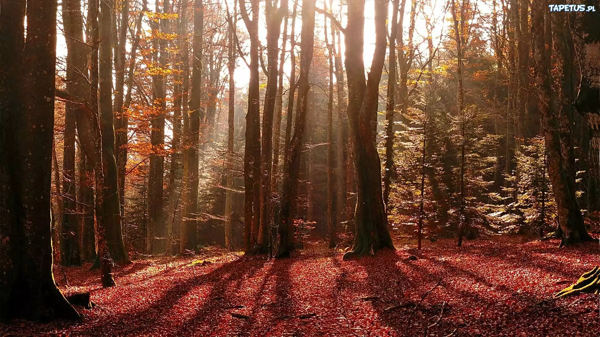 Rozświetlony, Las, Opadłe, Liście