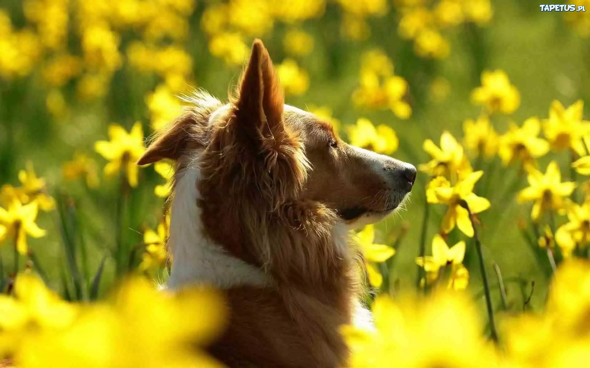 Owczarek Szkocki Długowłosy, Collie, Kwiatki