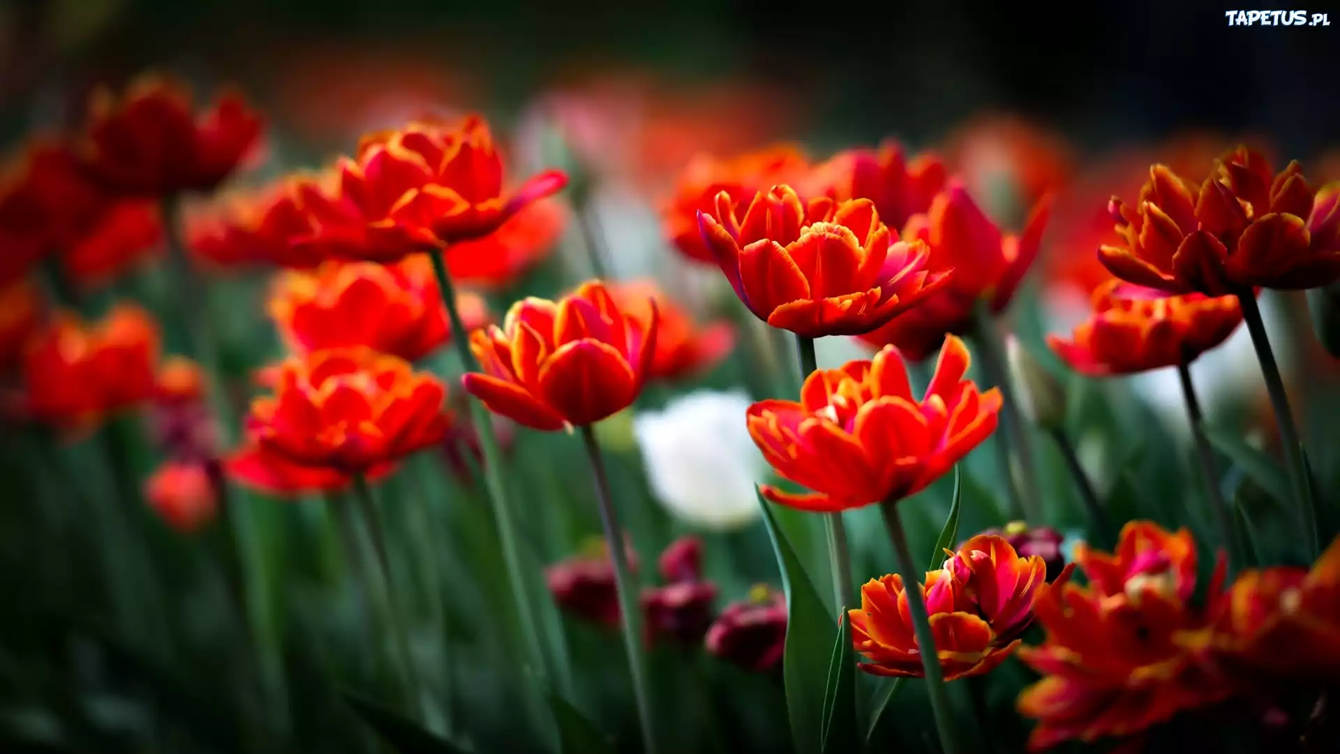Czerwone, Tulipany