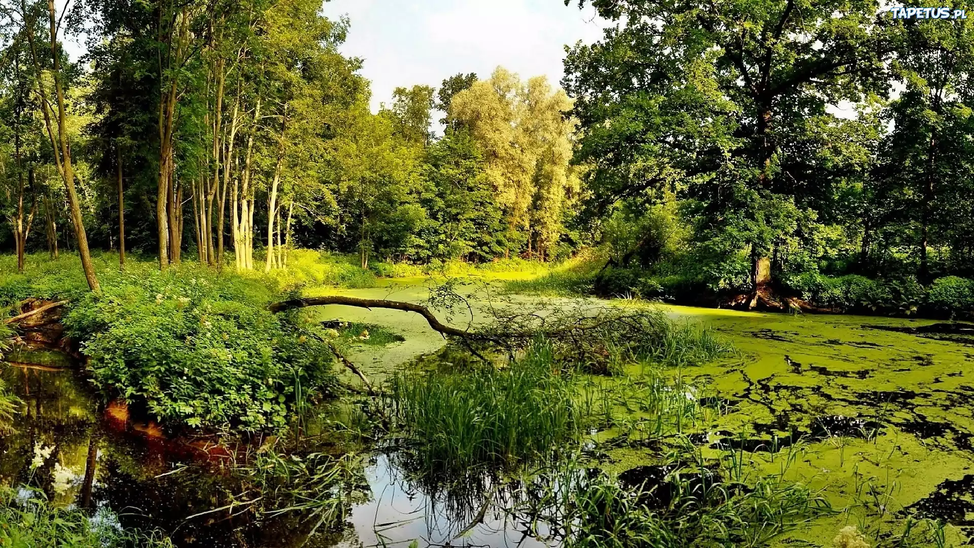 Las, Rzeka, Przebijające, Światło